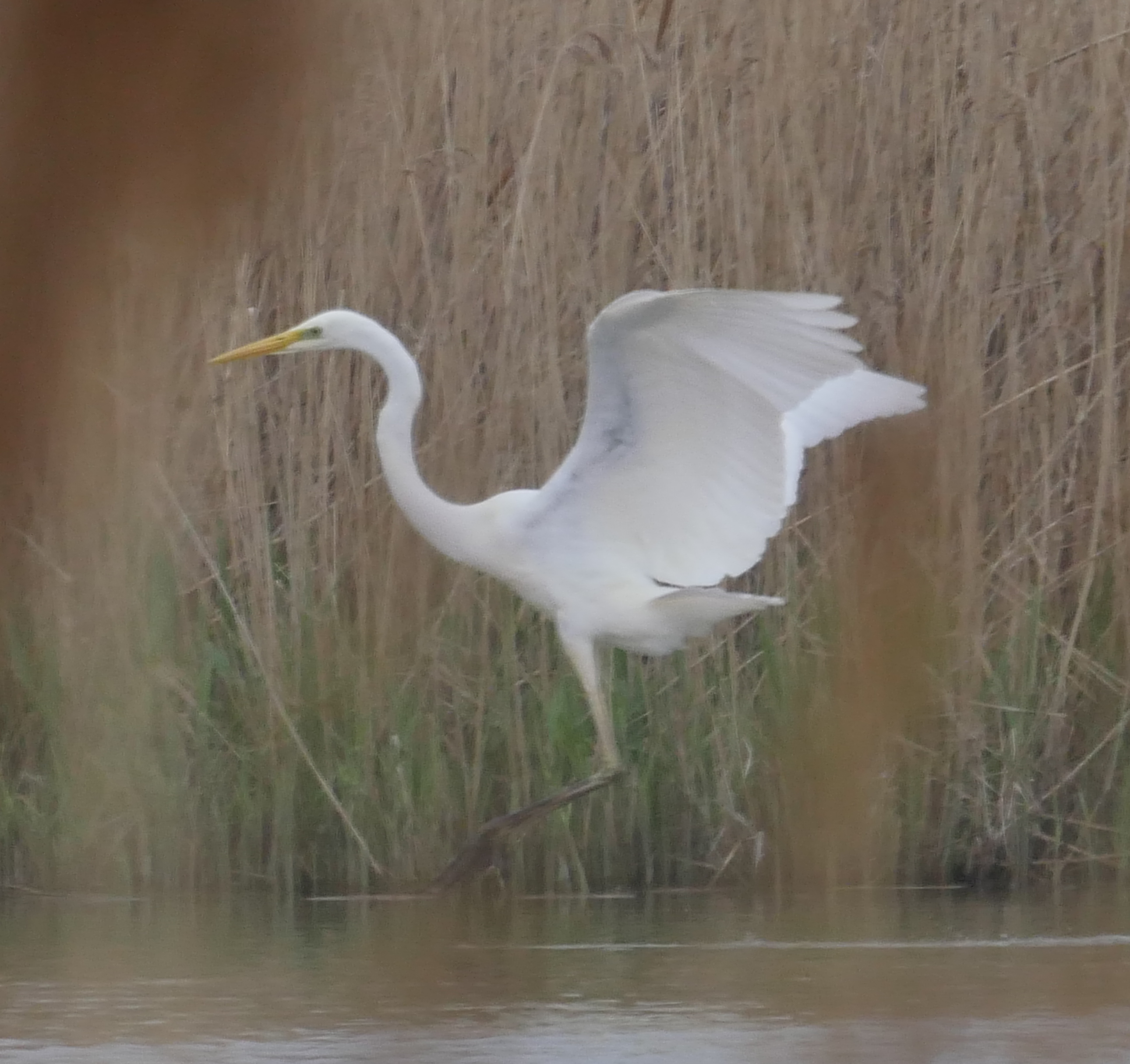 Great White Egret - 07-05-2023