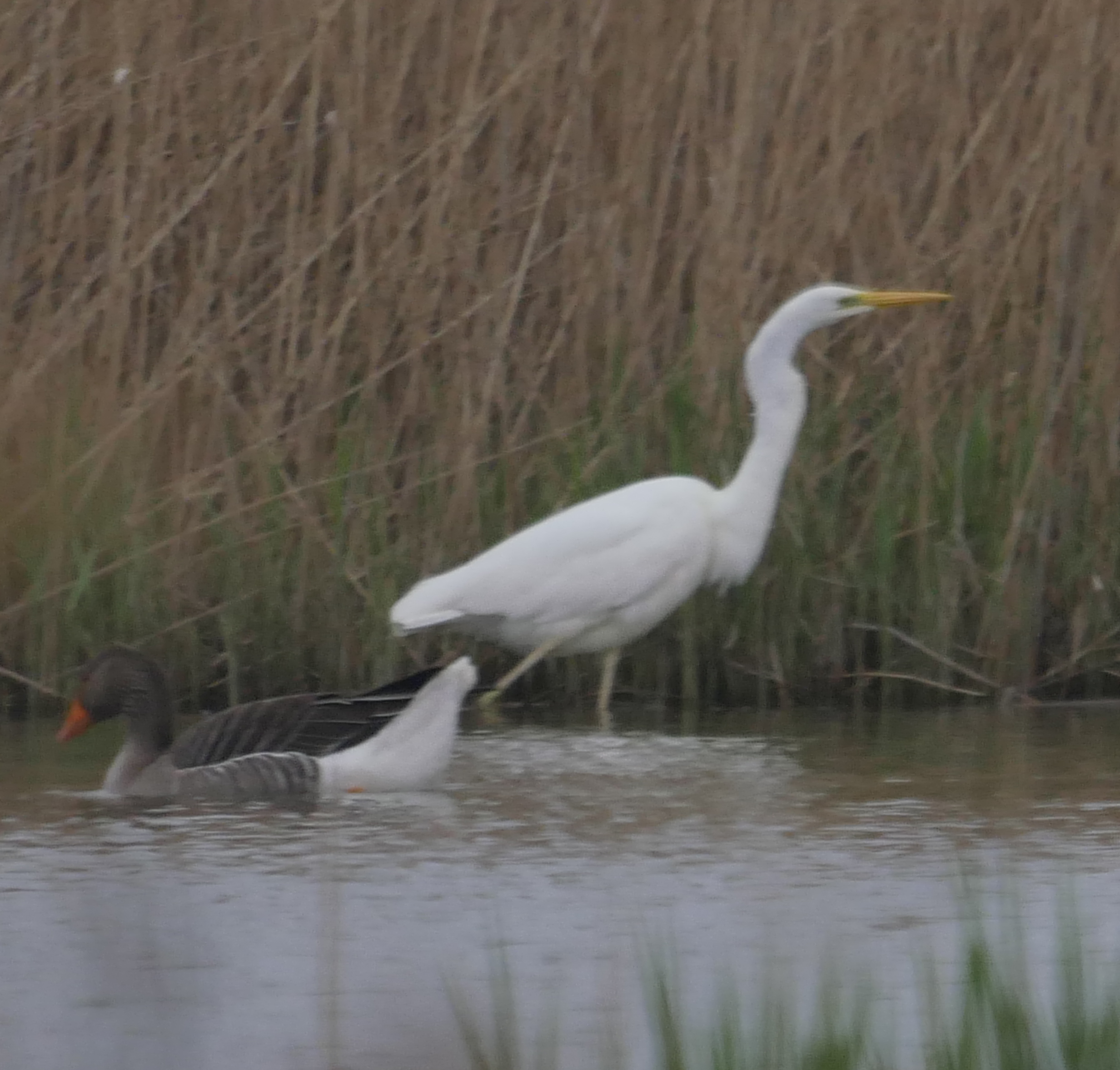 Great White Egret - 07-05-2023