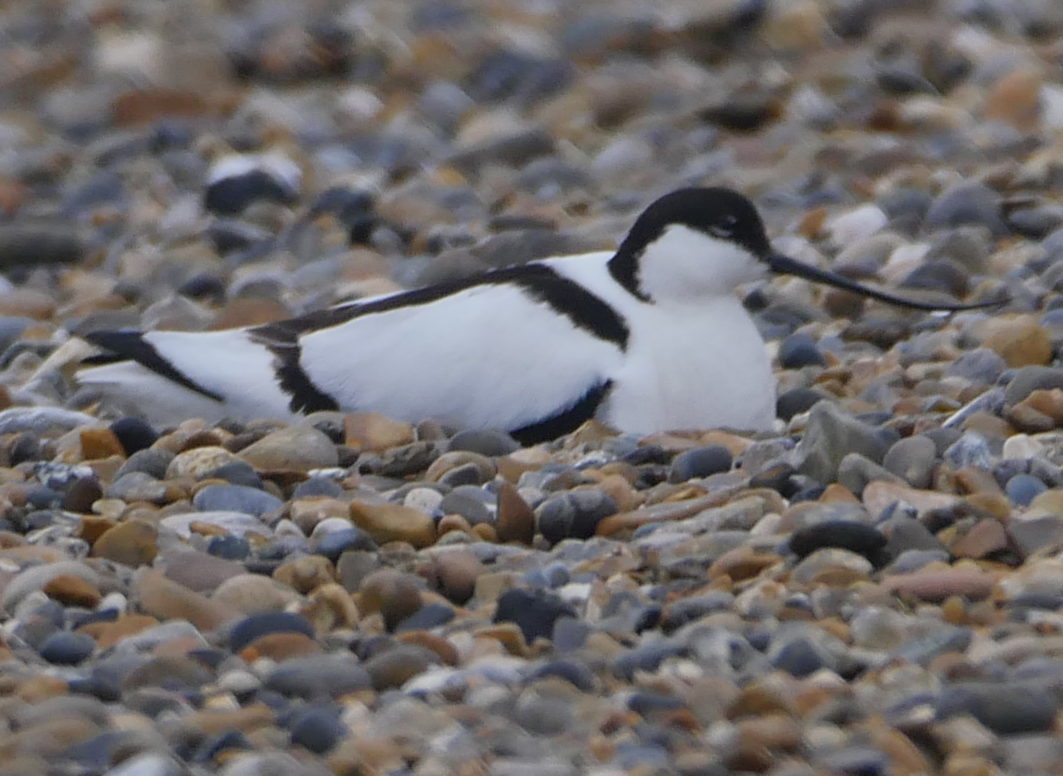 Avocet - 13-05-2023