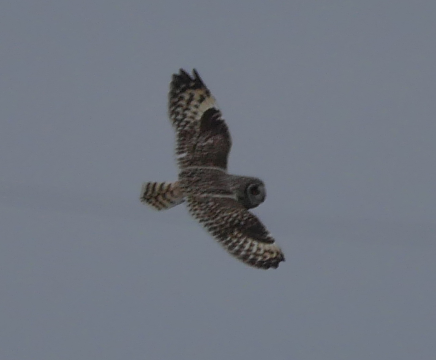 Short-eared Owl - 13-05-2023