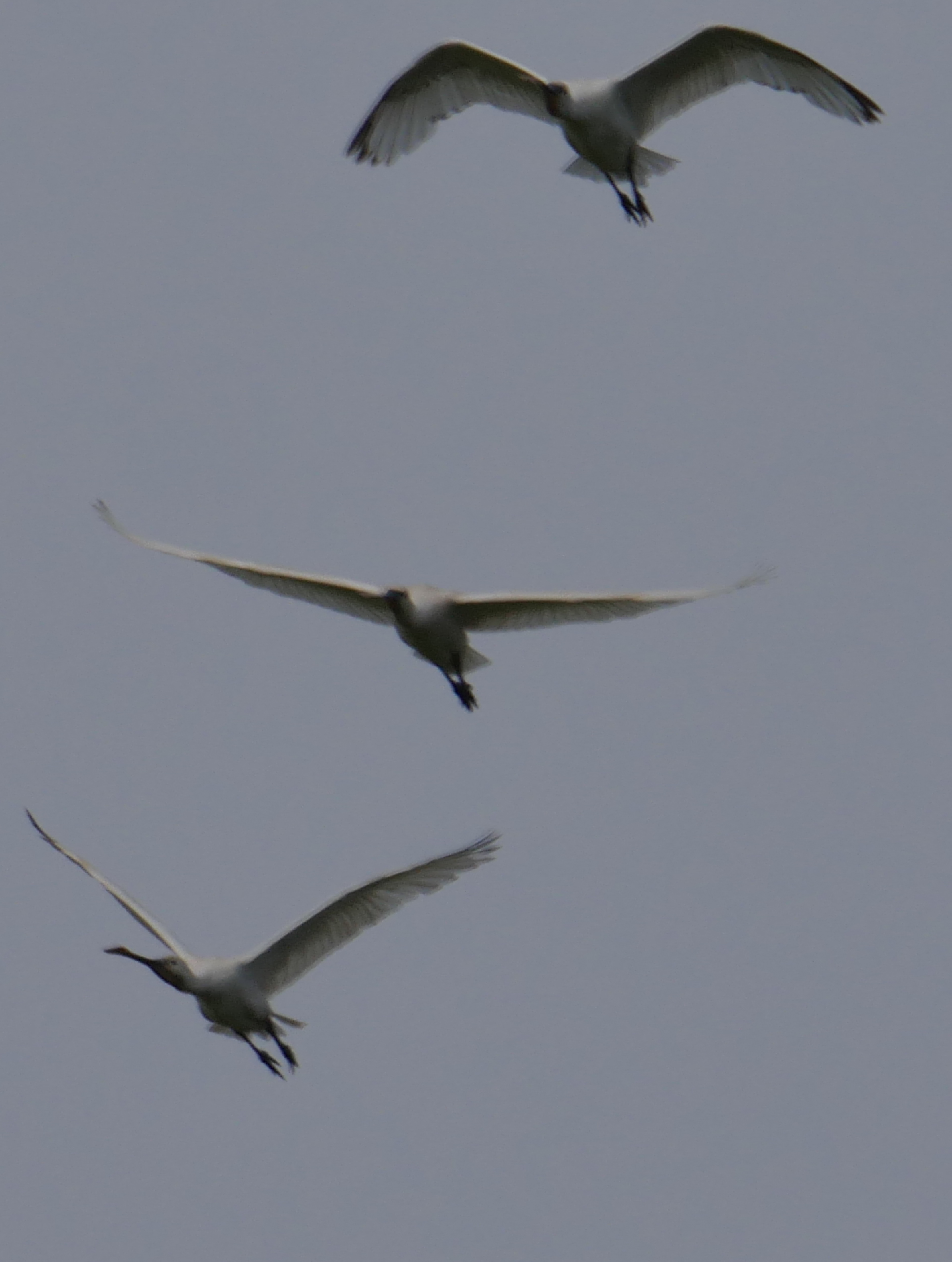 Spoonbill - 23-05-2023