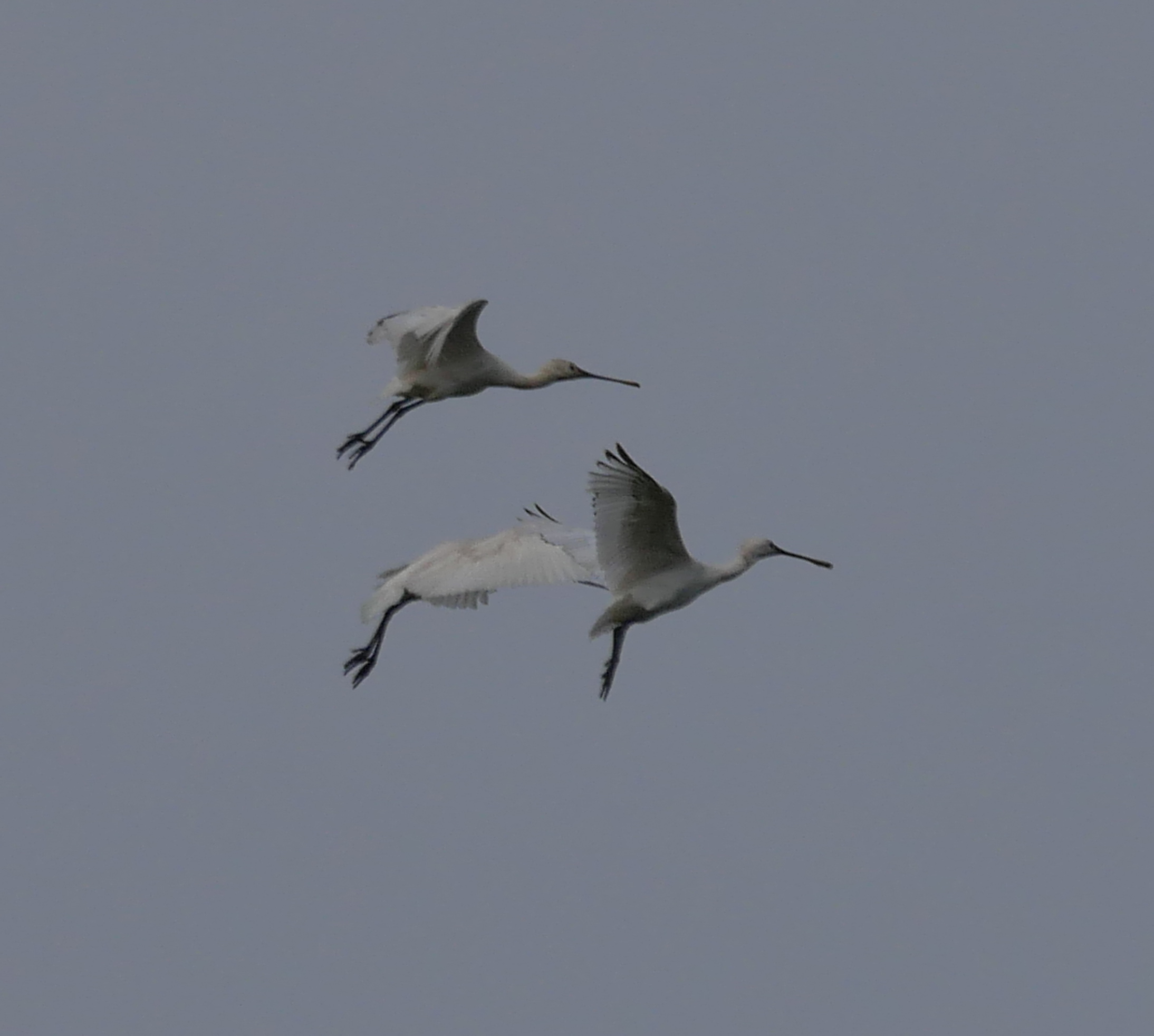 Spoonbill - 23-05-2023