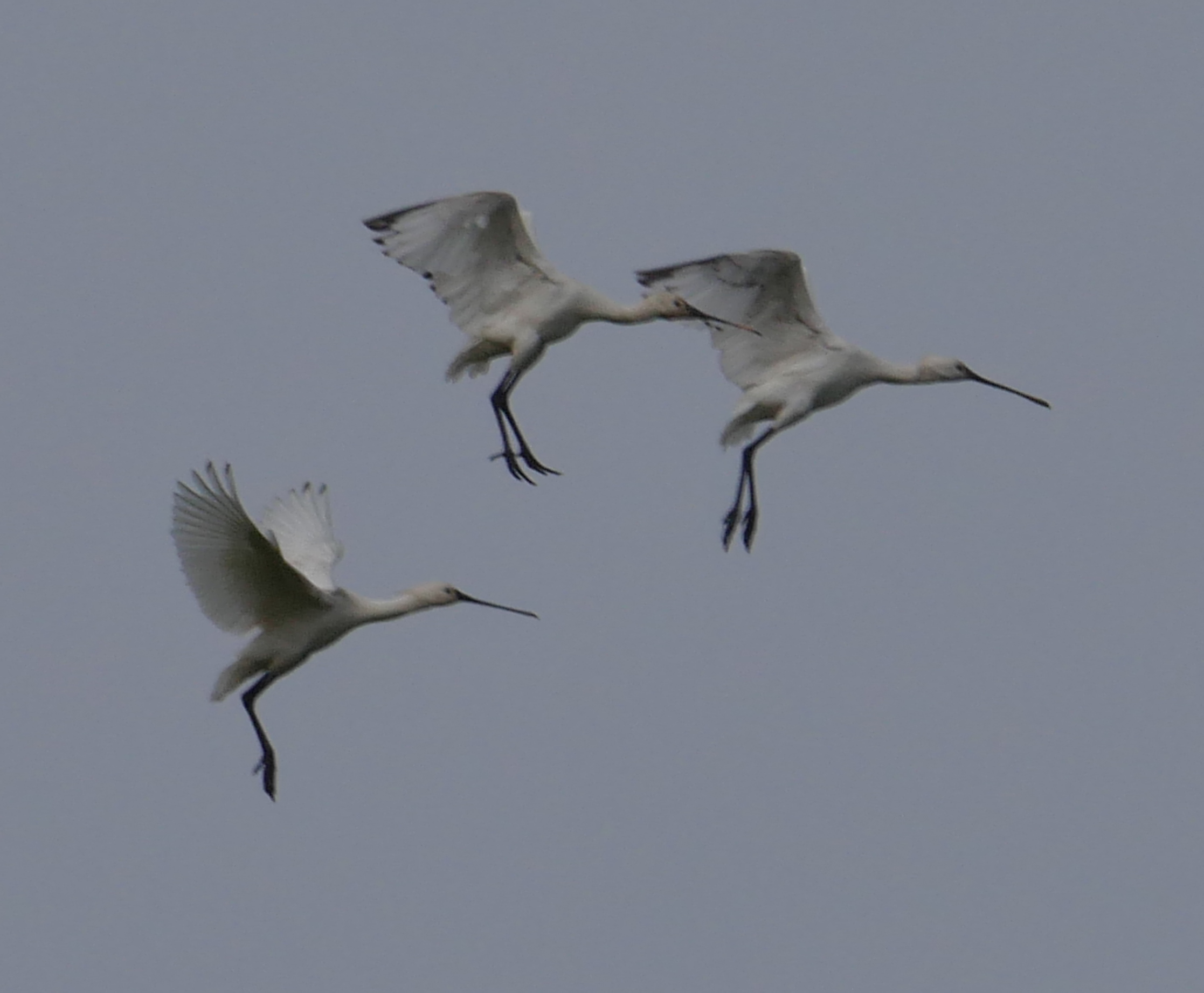 Spoonbill - 23-05-2023