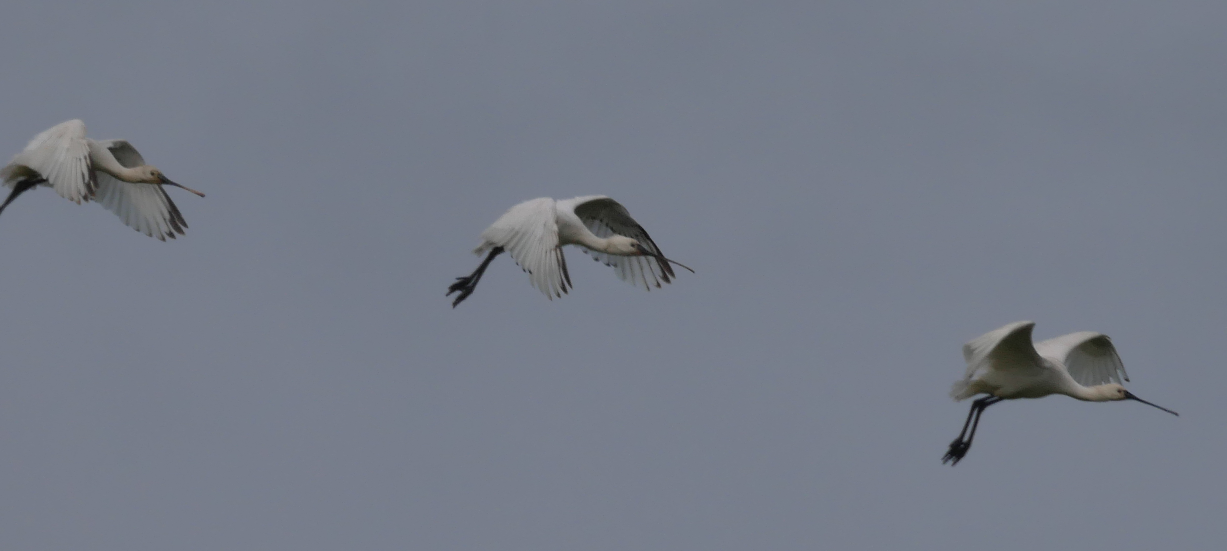 Spoonbill - 23-05-2023