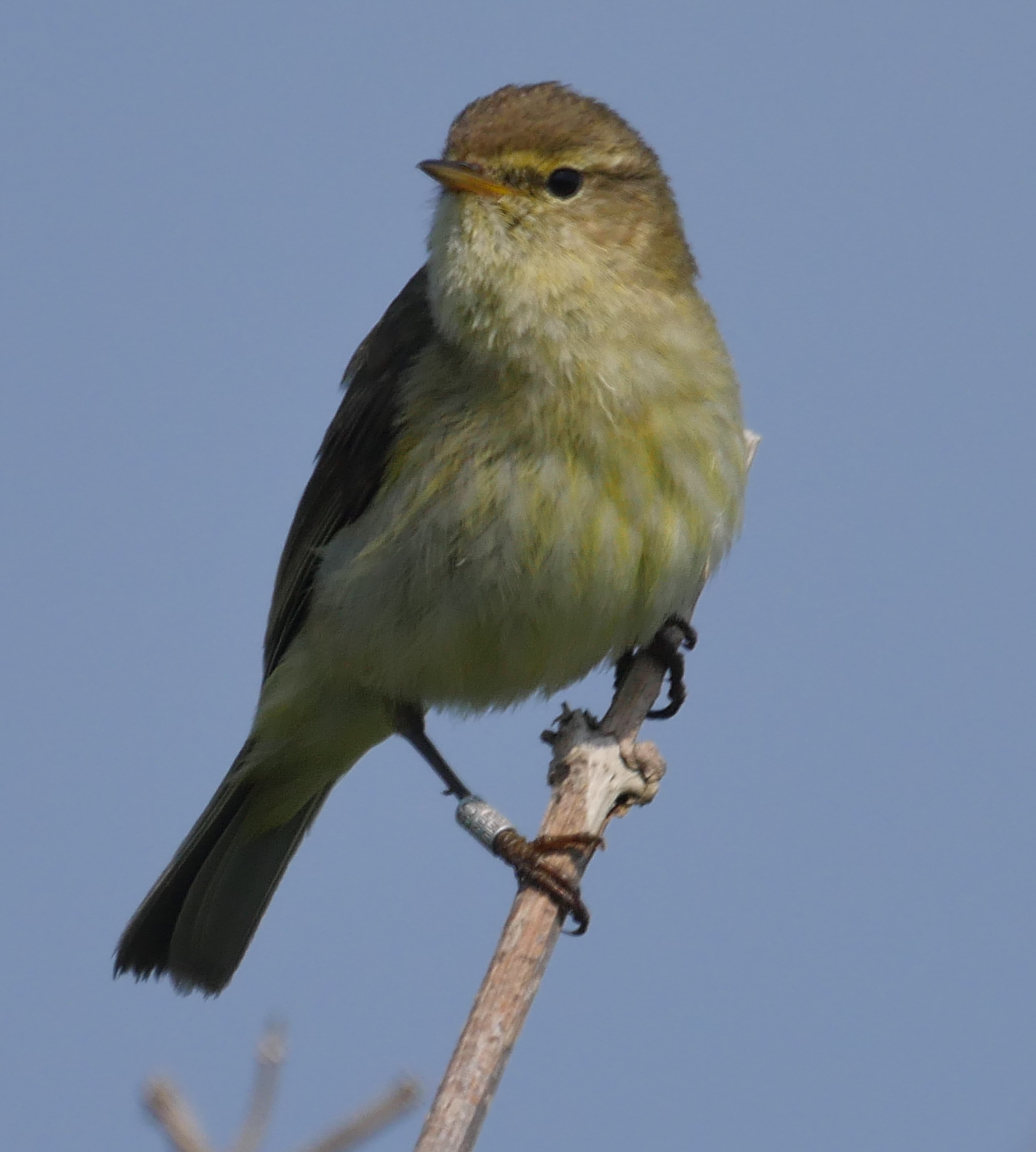 Chiffchaff - 11-06-2023