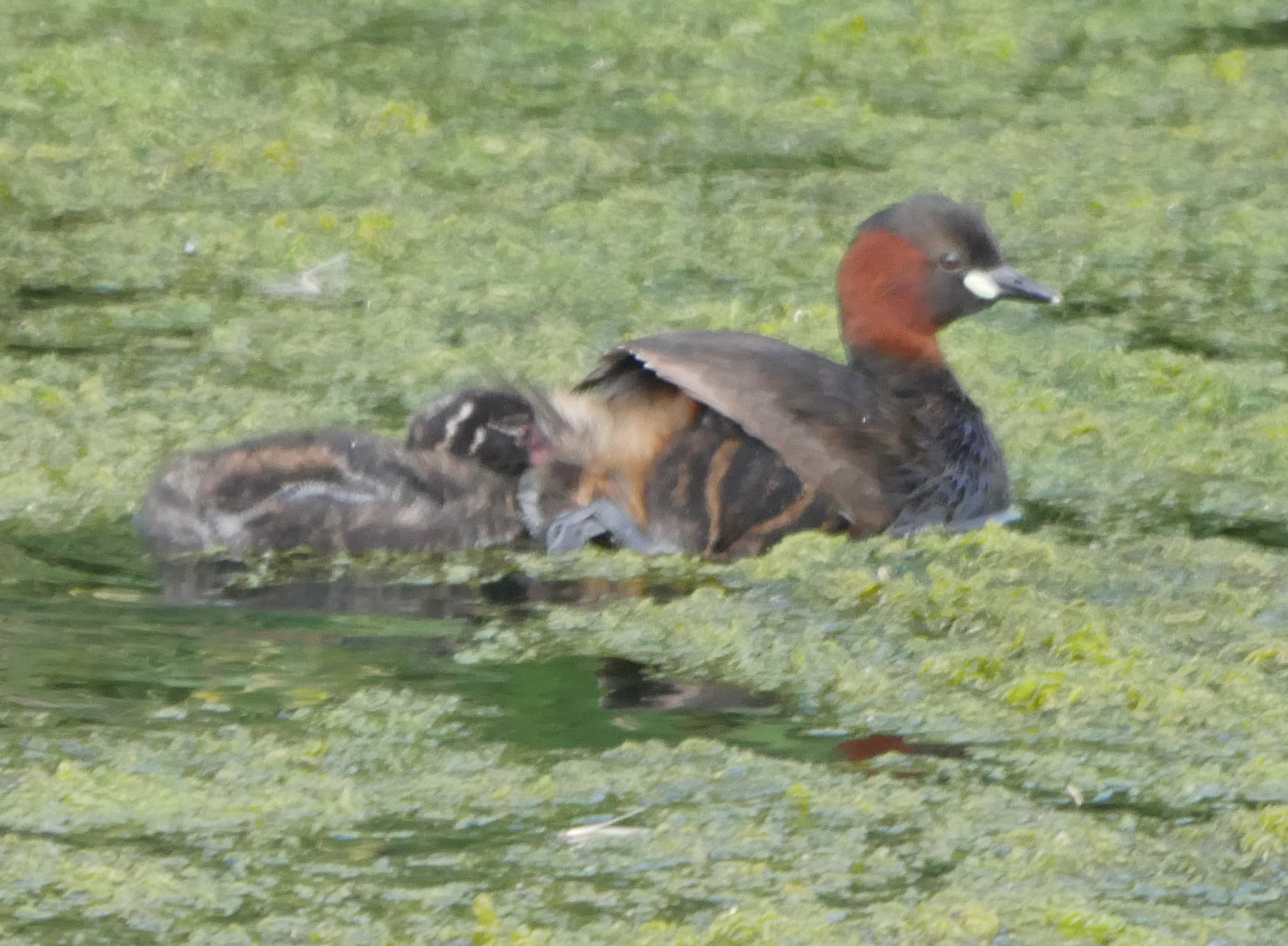 Little Grebe - 29-07-2023