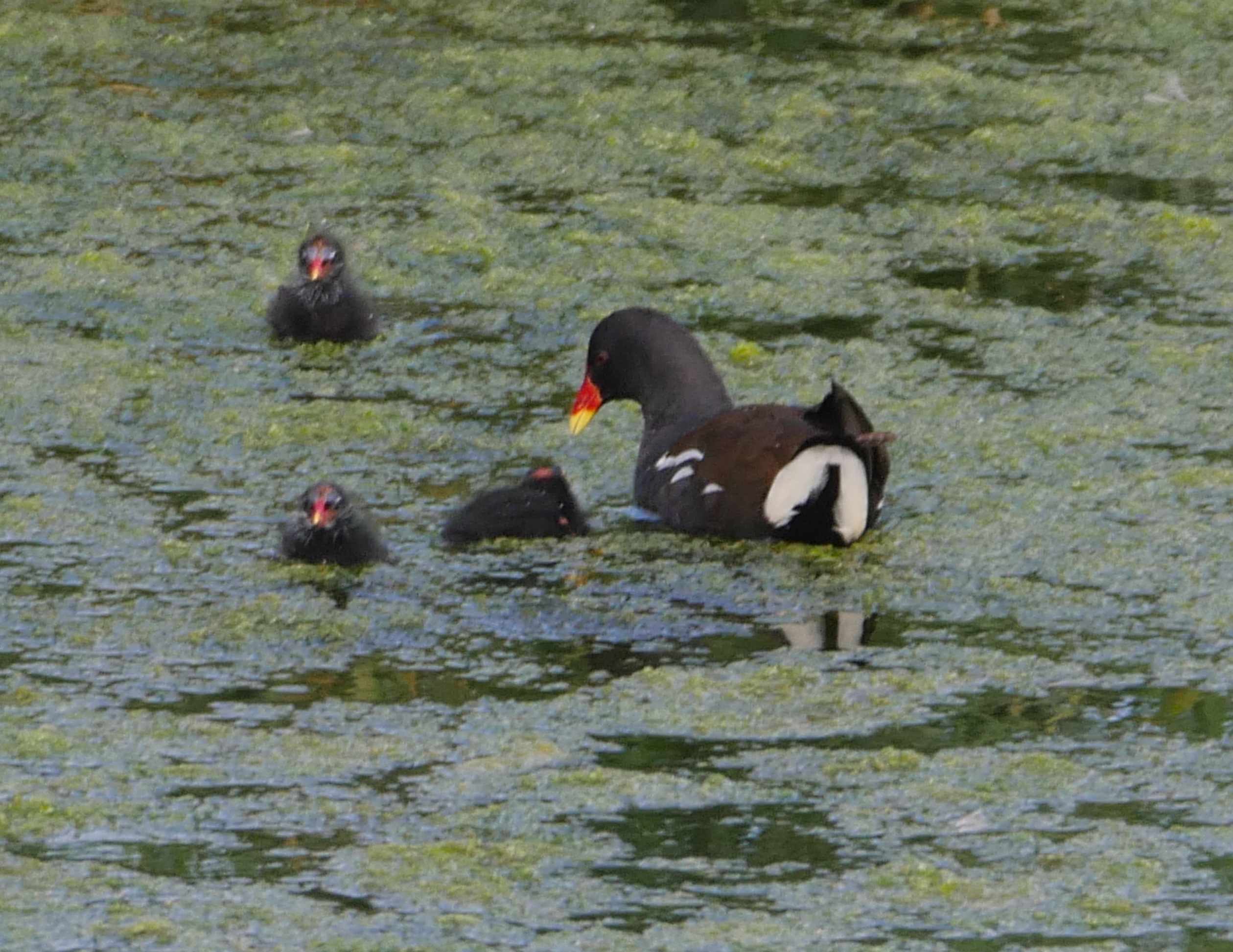 Moorhen - 29-07-2023