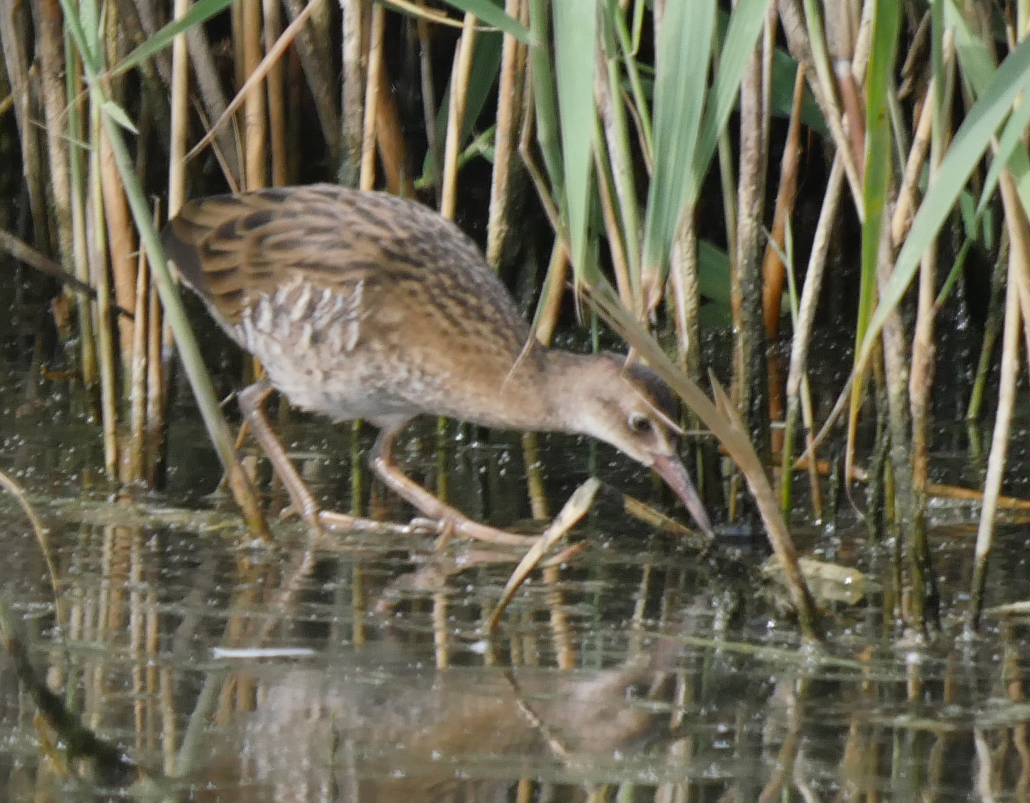 Water Rail - 29-07-2023