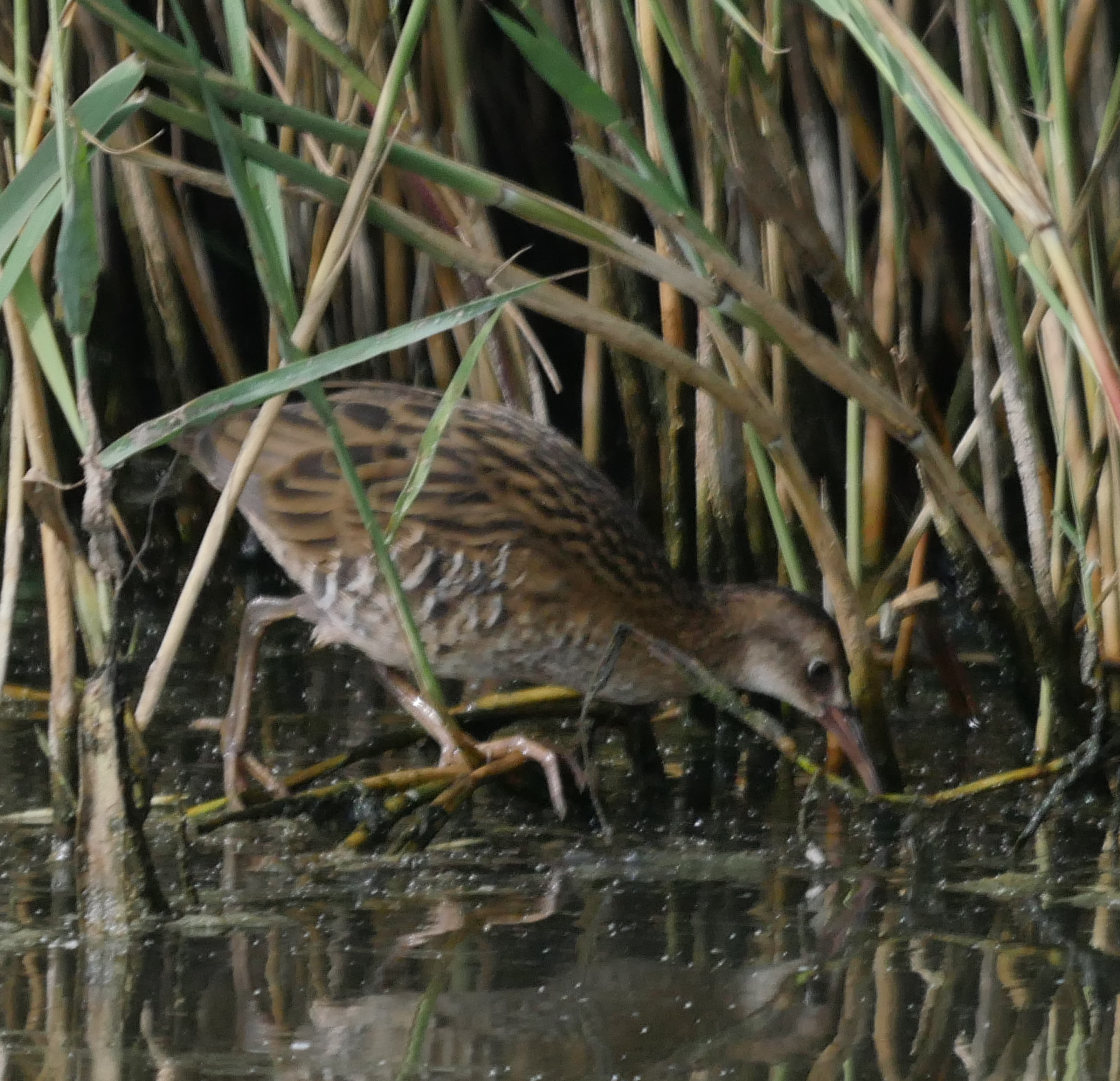 Water Rail - 29-07-2023