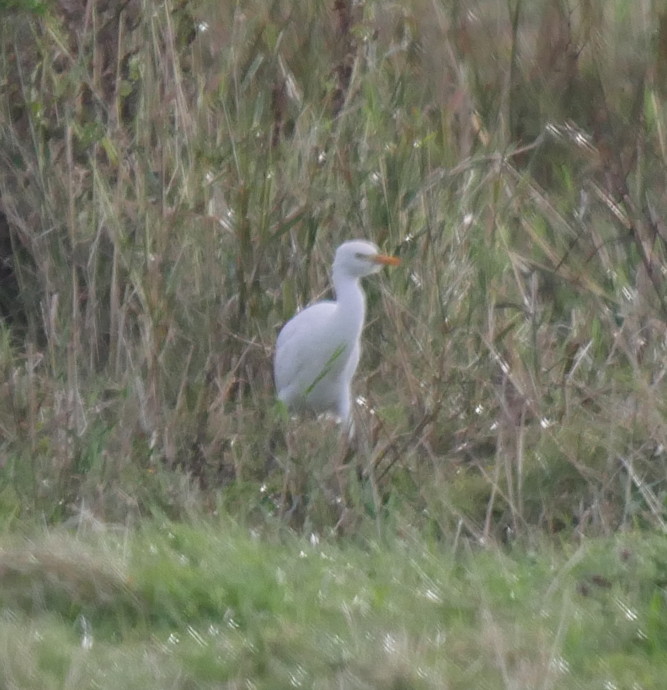 Cattle Egret - 23-09-2023