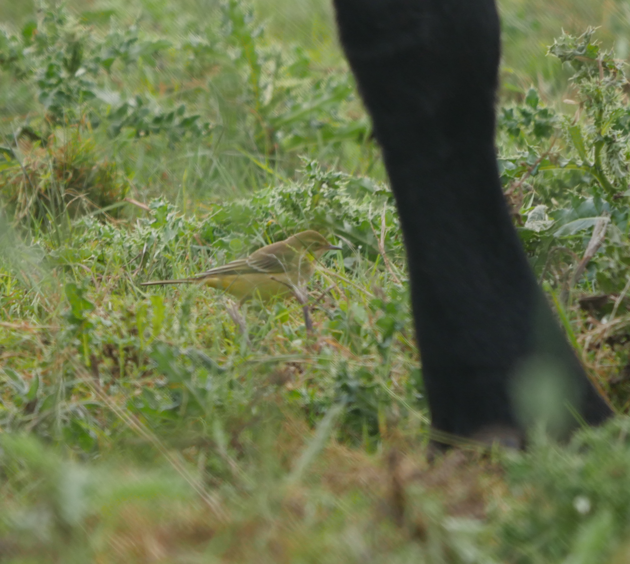 Yellow Wagtail - 23-09-2023