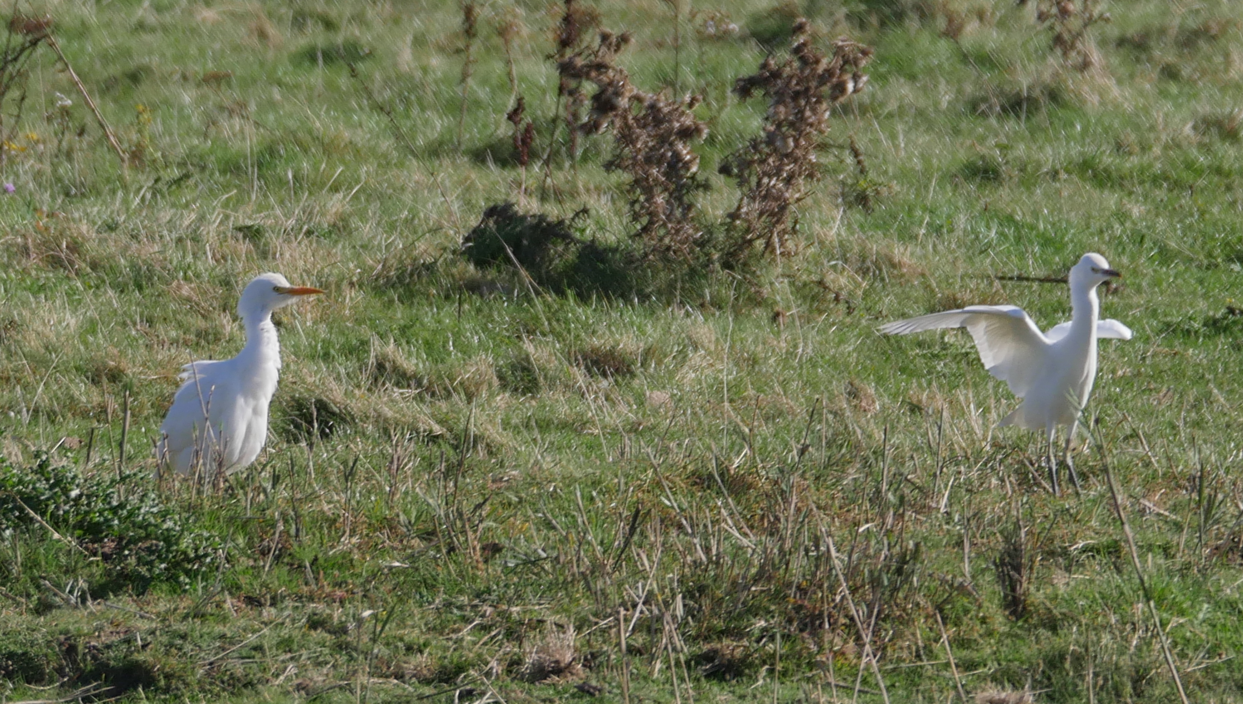 Cattle Egret - 25-09-2023