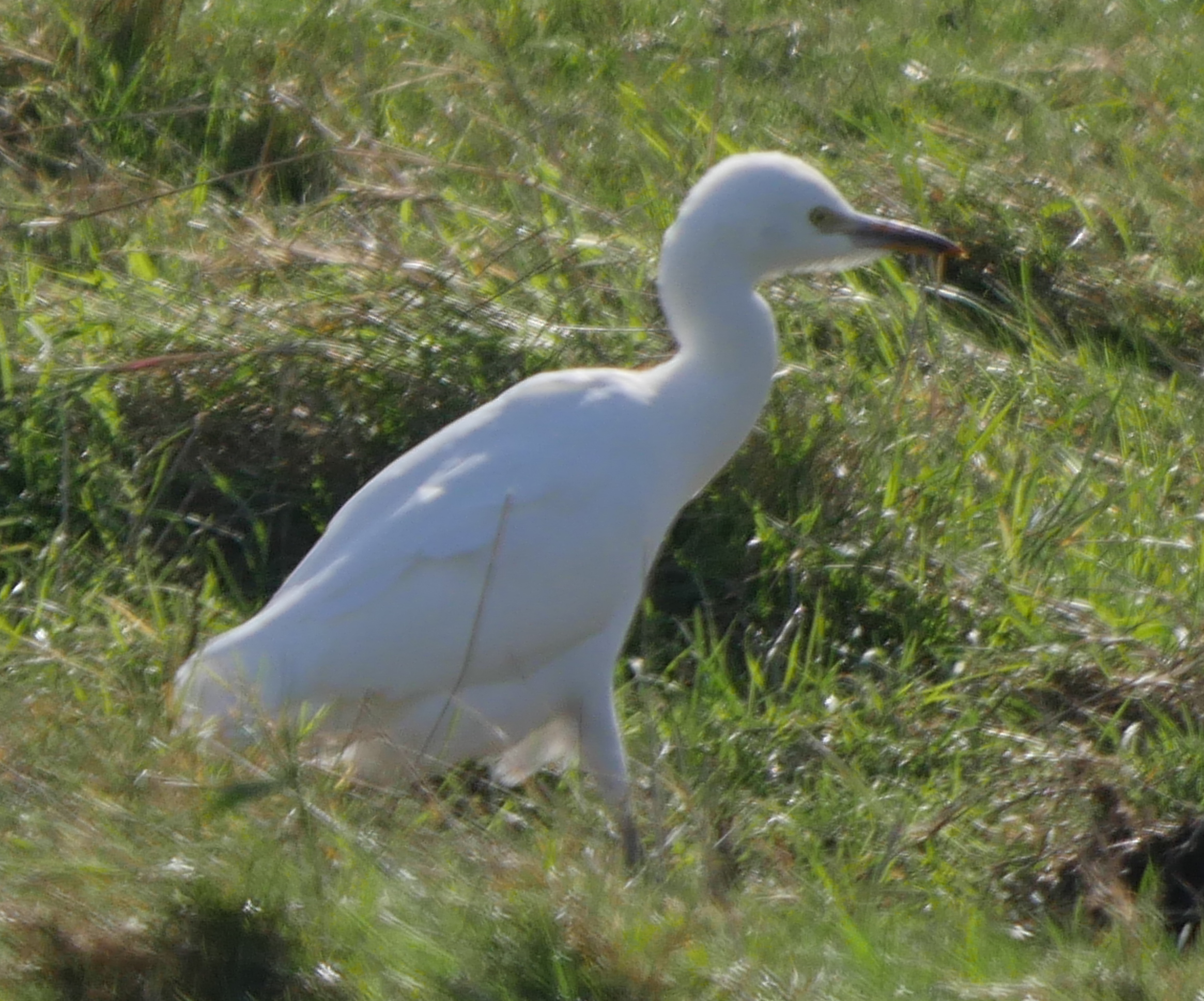 Cattle Egret - 25-09-2023