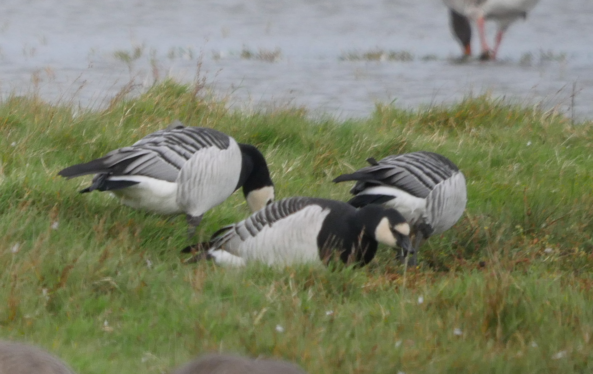 Barnacle Goose - 26-09-2023