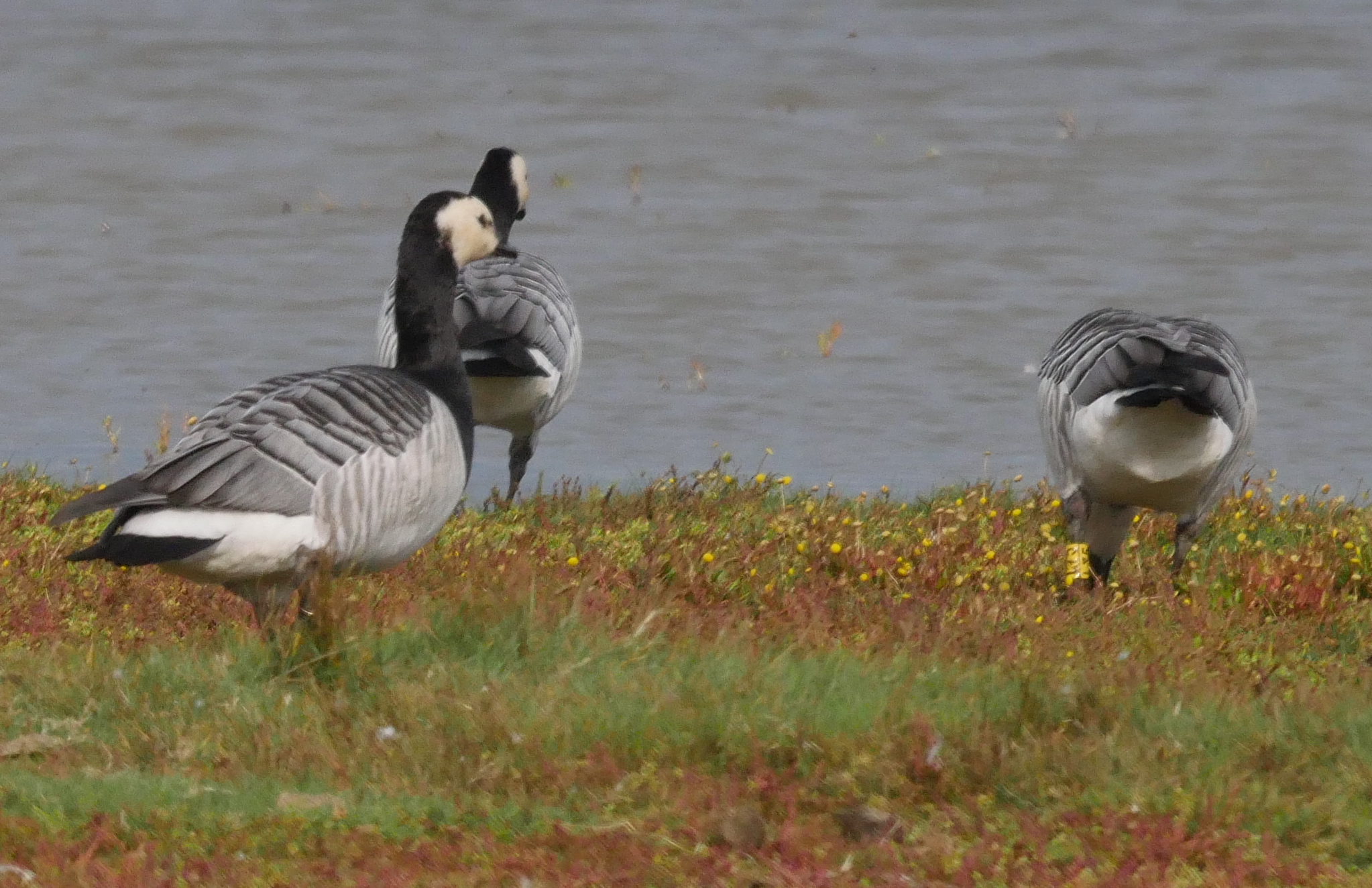 Barnacle Goose - 26-09-2023