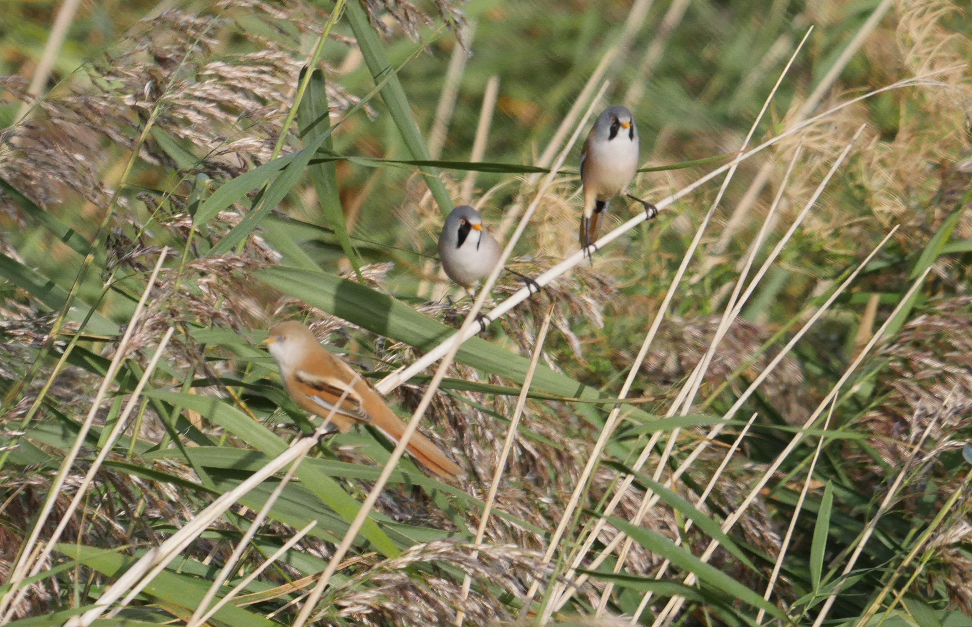 Bearded Tit - 27-09-2023