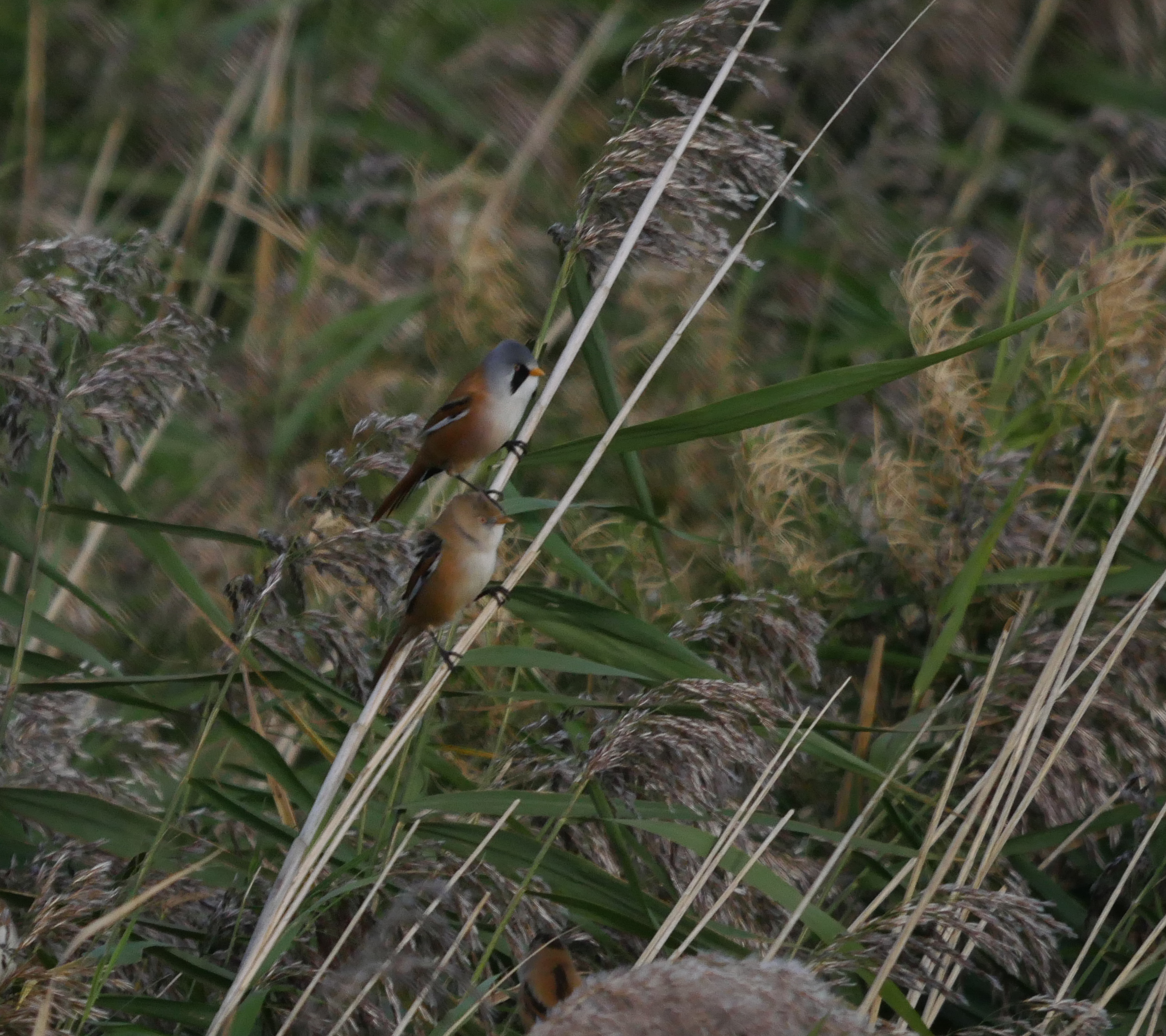 Bearded Tit - 27-09-2023