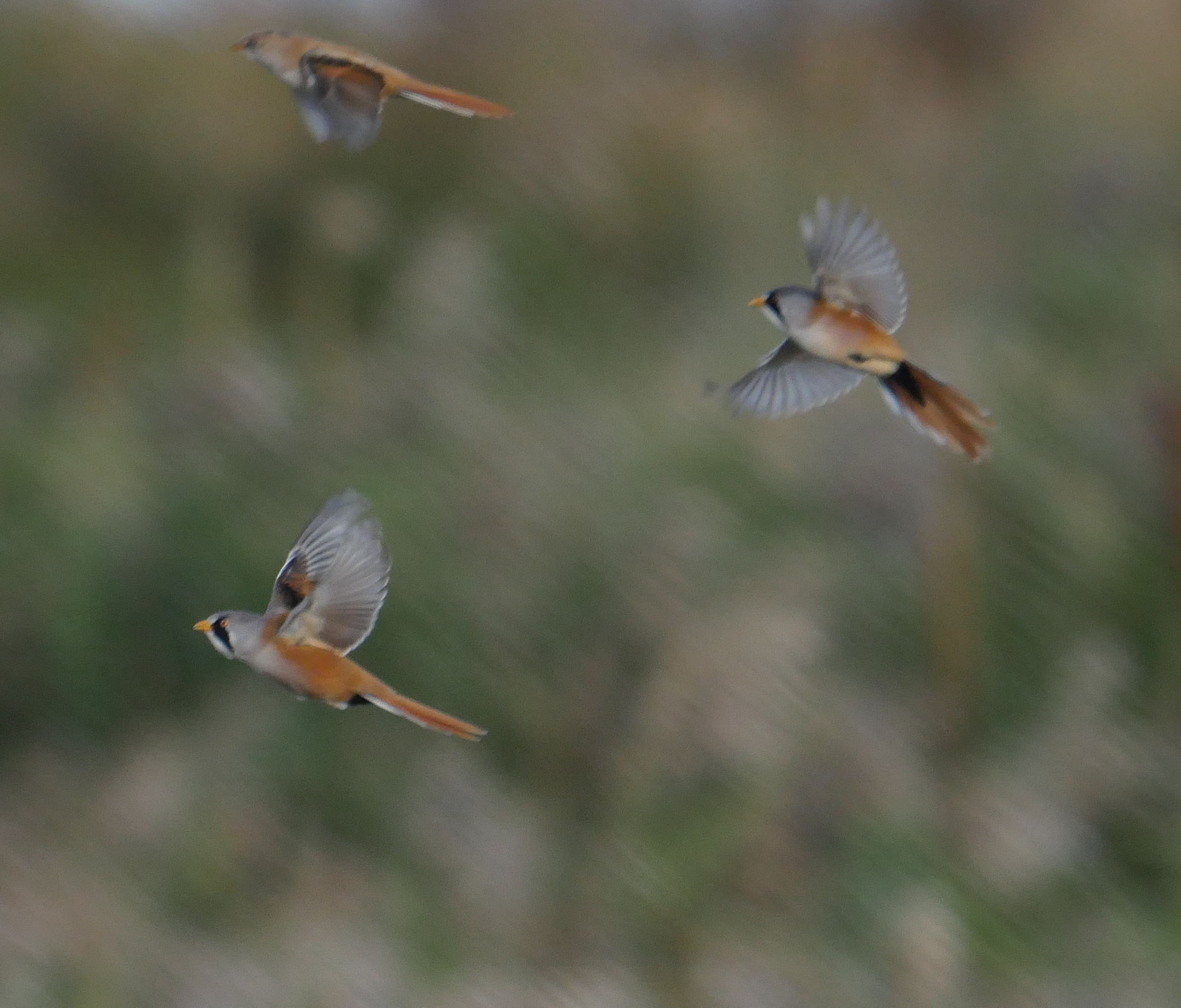 Bearded Tit - 27-09-2023