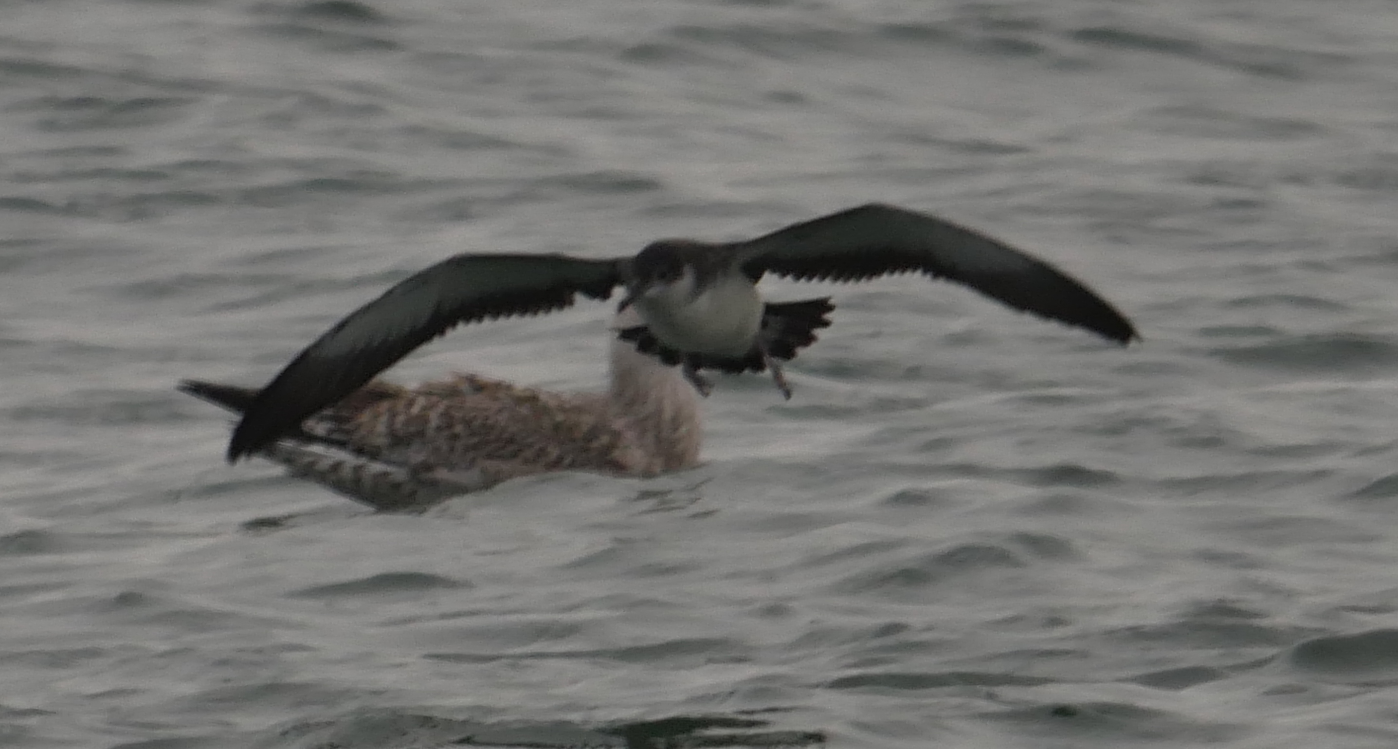 Manx Shearwater - 04-10-2023