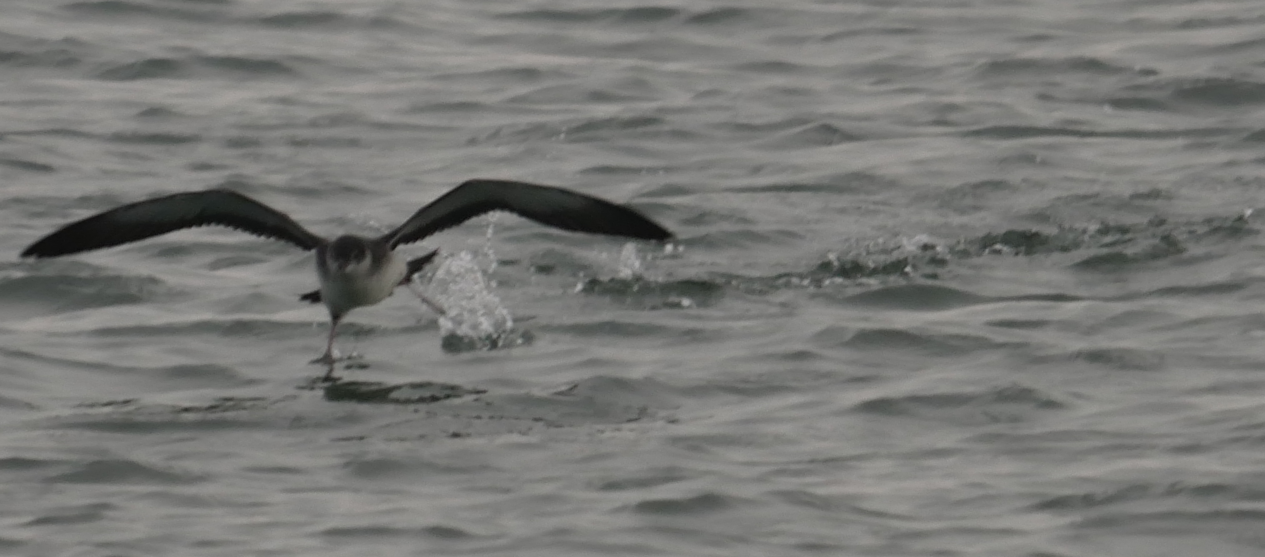 Manx Shearwater - 04-10-2023