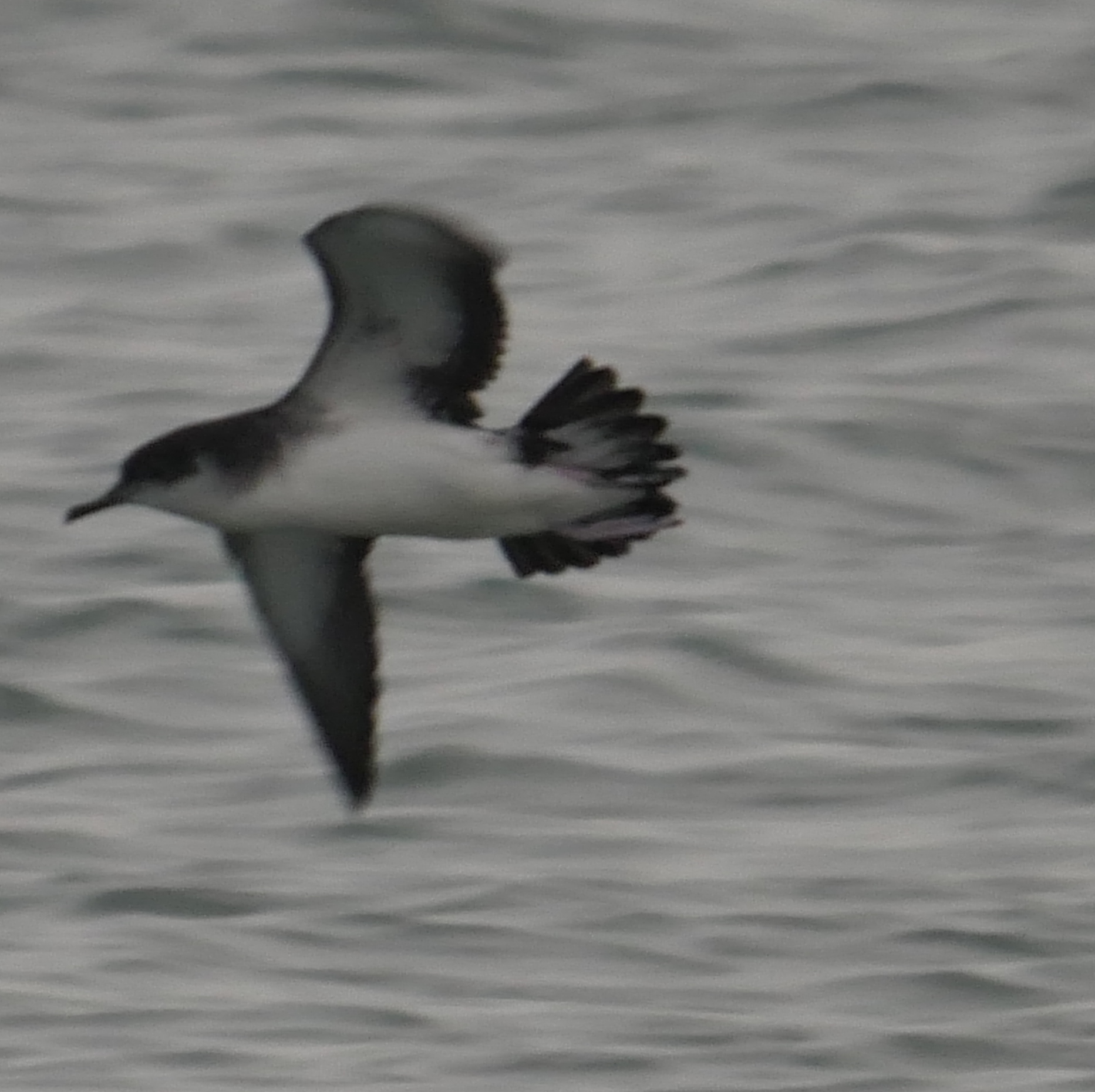 Manx Shearwater - 04-10-2023