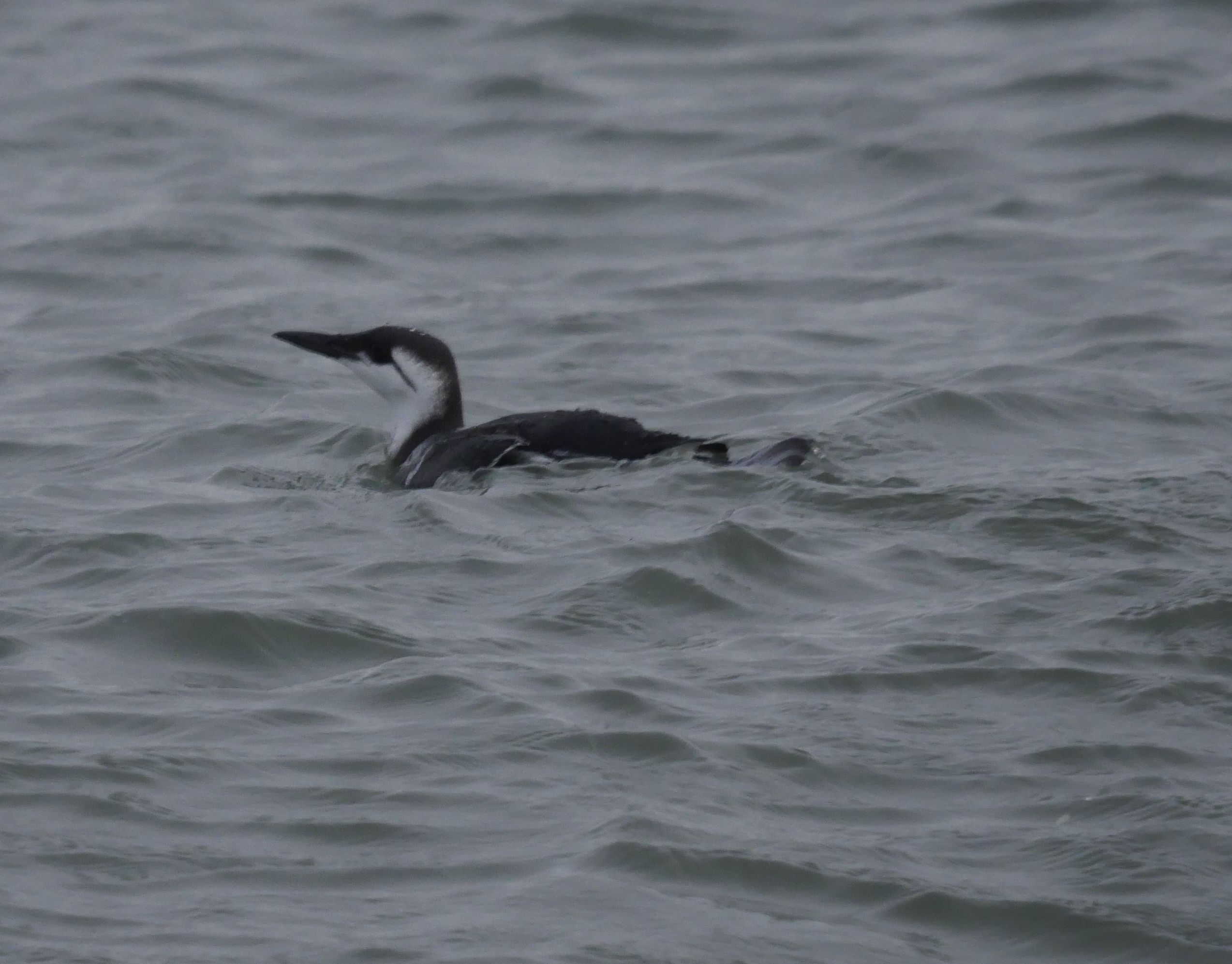 Guillemot - 04-10-2023