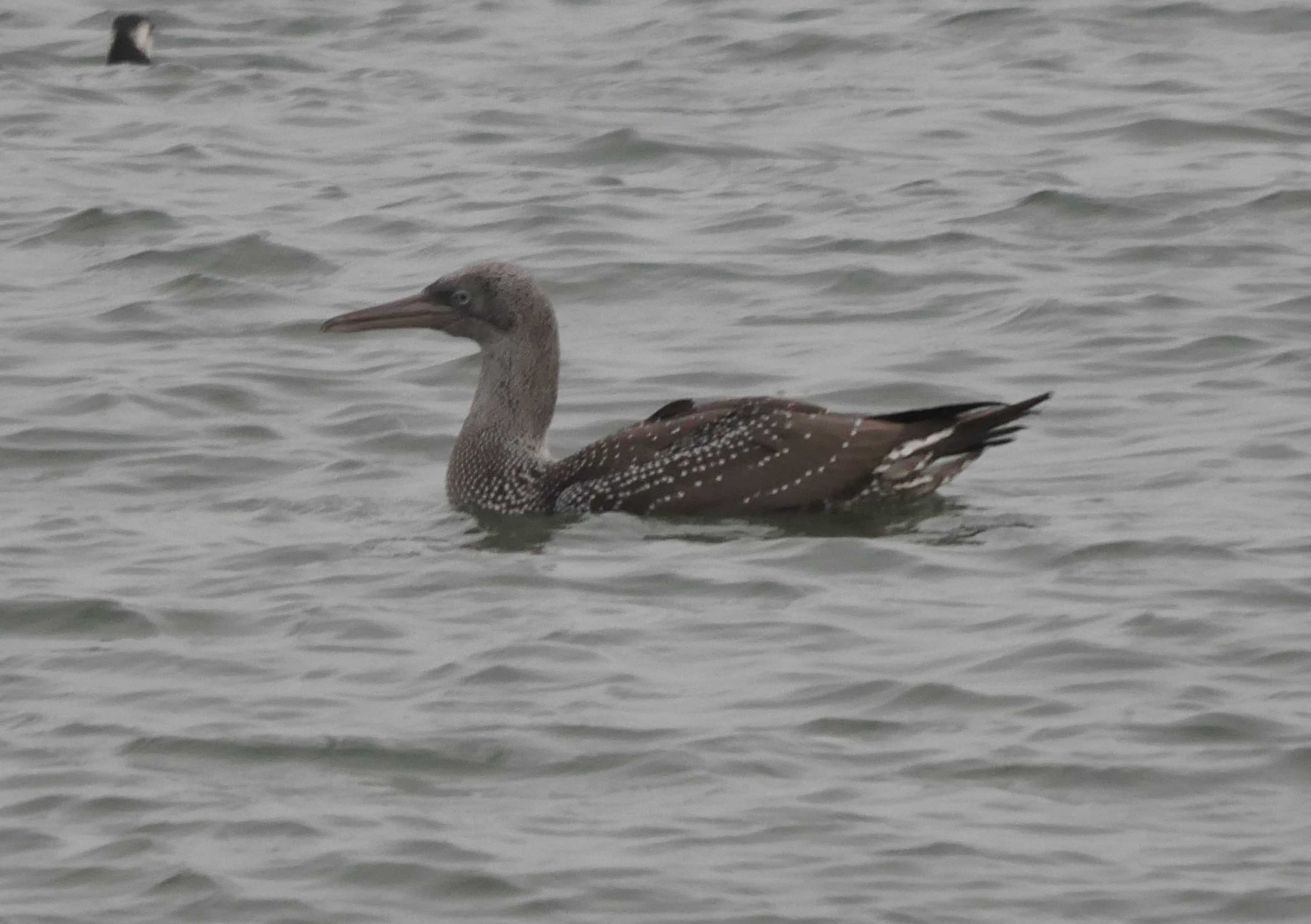 Gannet - 04-10-2023