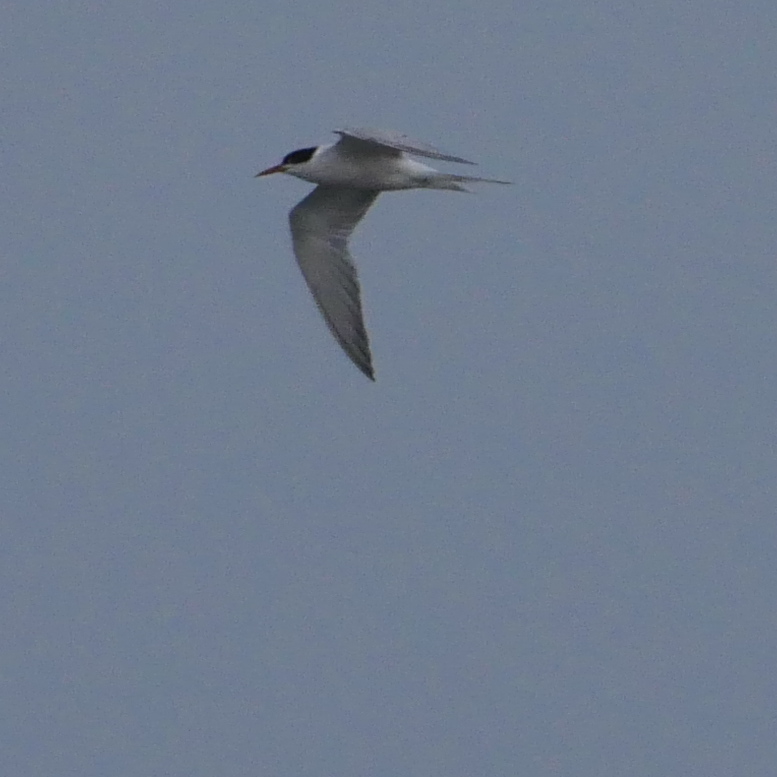 Common Tern - 04-10-2023