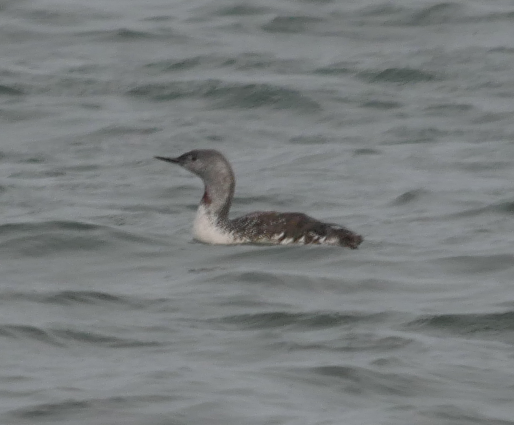 Red-throated Diver - 04-10-2023