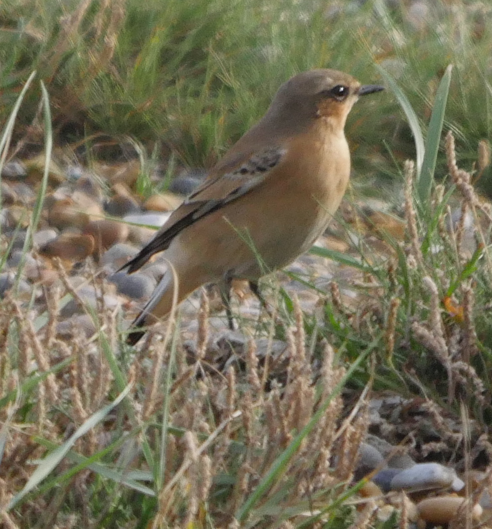 Wheatear - 07-10-2023