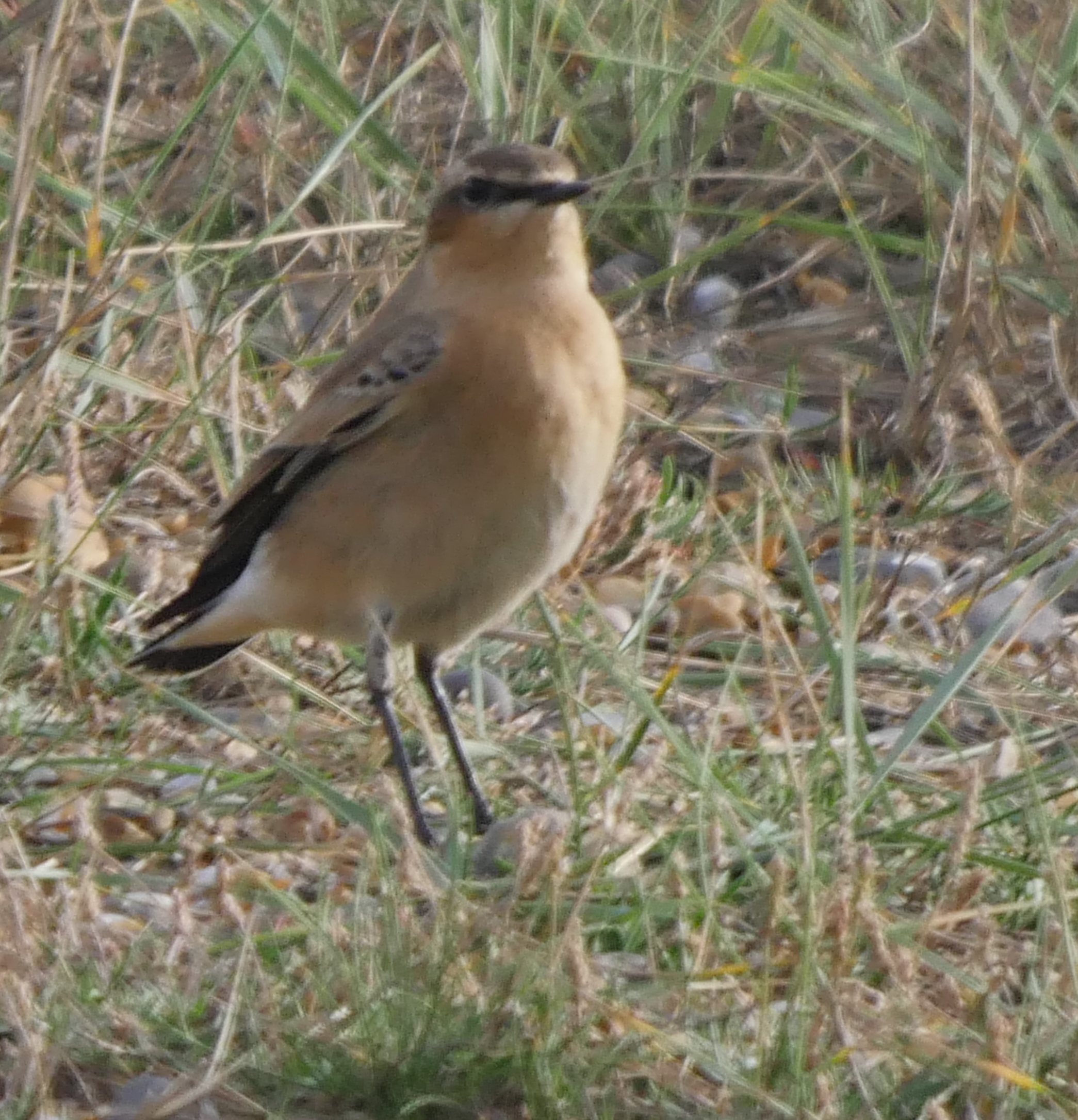 Wheatear - 07-10-2023