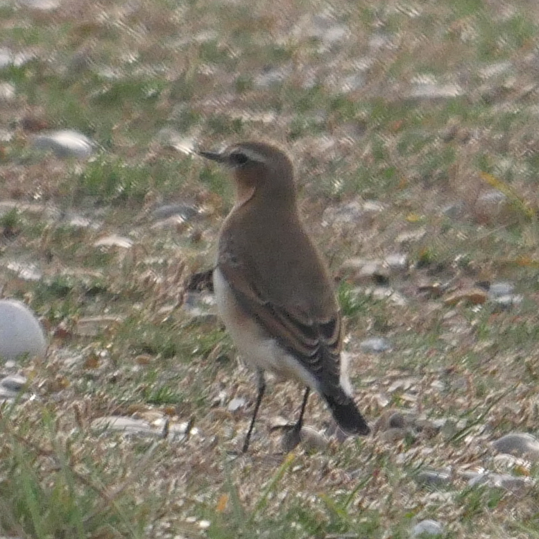 Wheatear - 07-10-2023