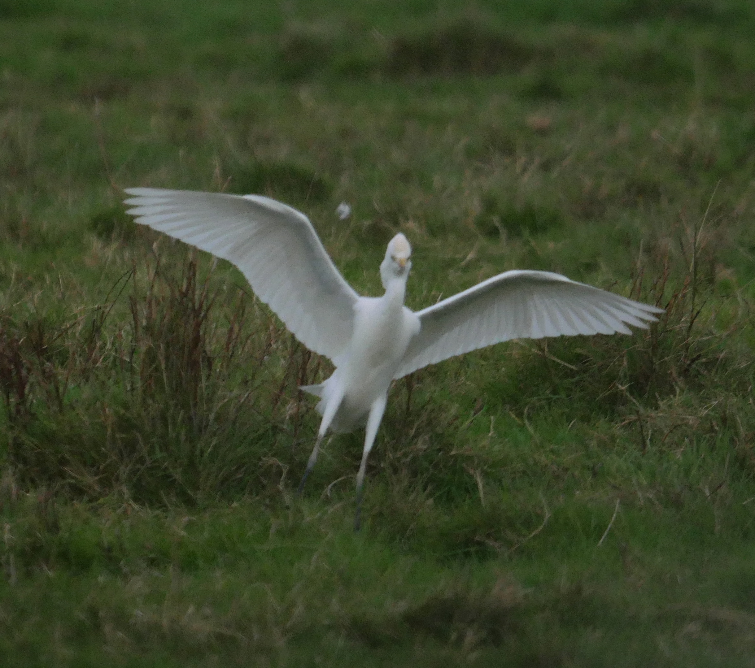 Cattle Egret - 18-10-2023