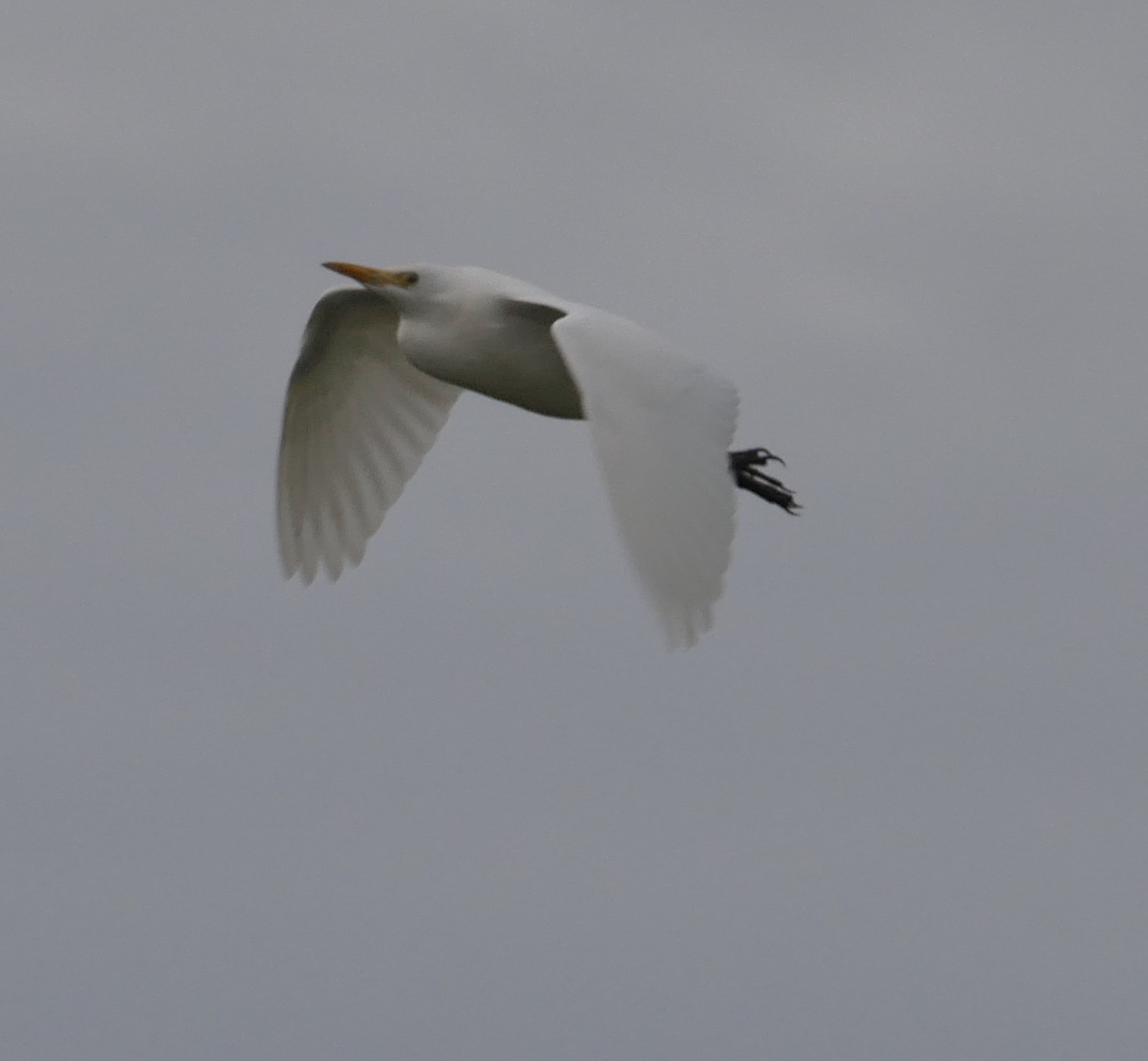 Cattle Egret - 18-10-2023