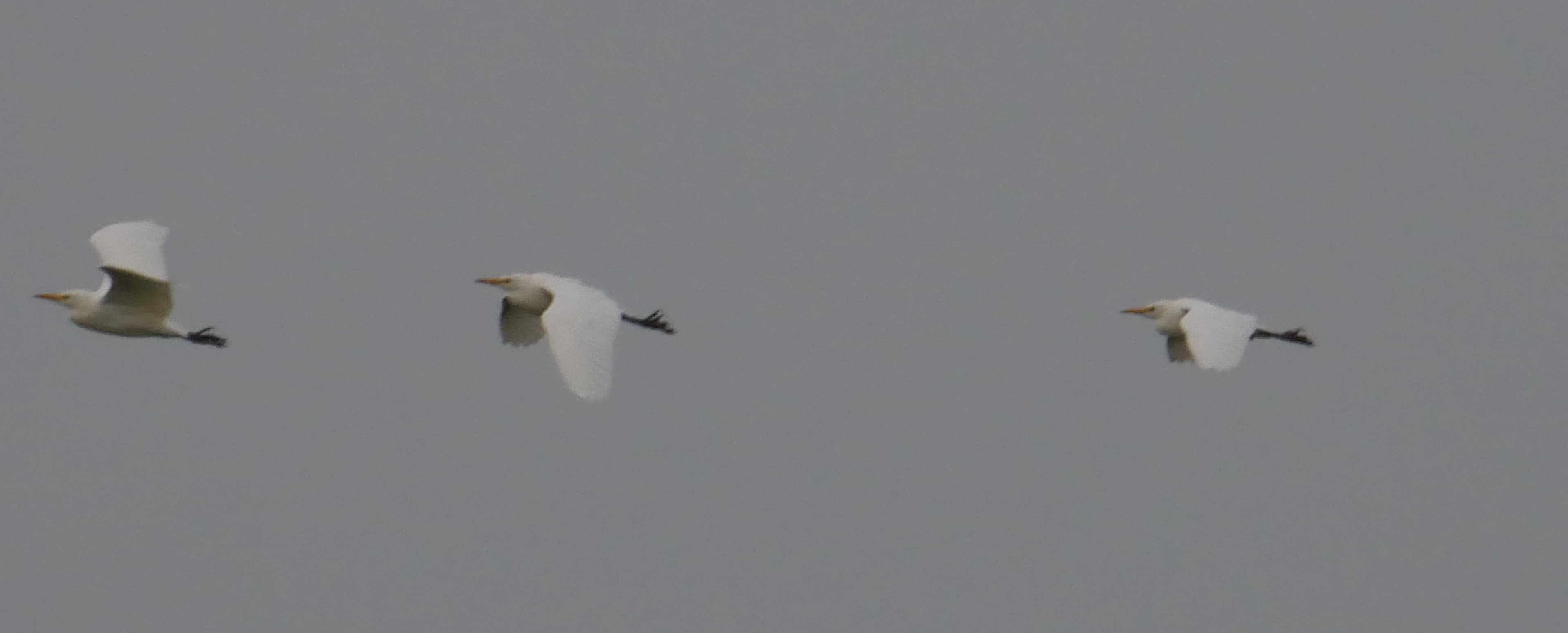 Cattle Egret - 18-10-2023