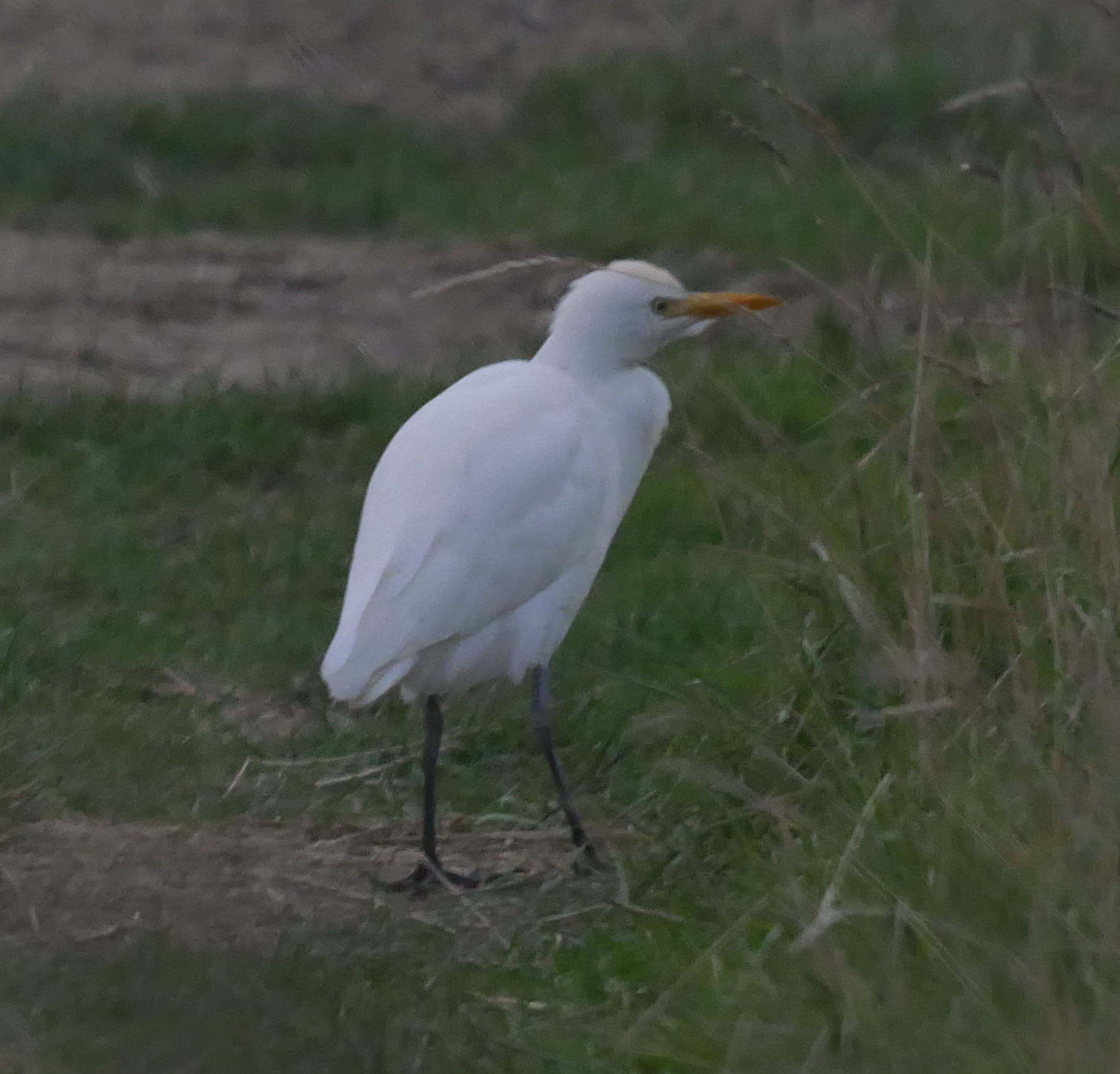 Cattle Egret - 18-10-2023