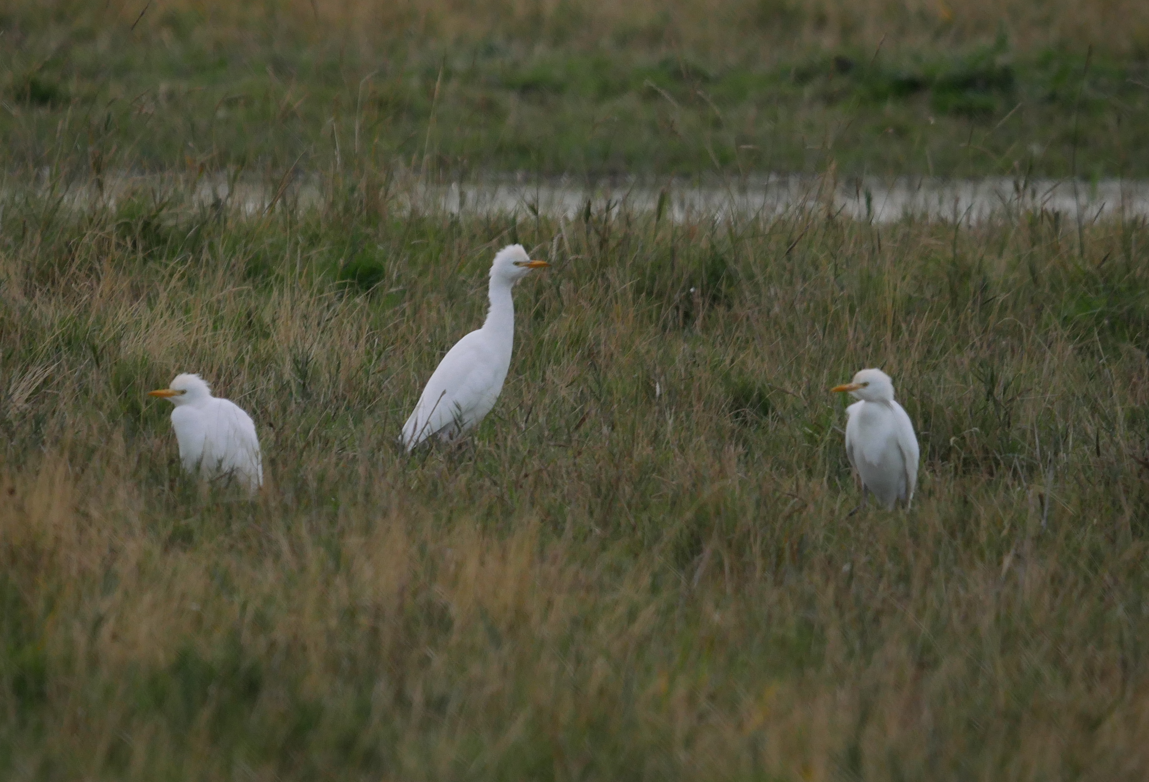 Cattle Egret - 18-10-2023