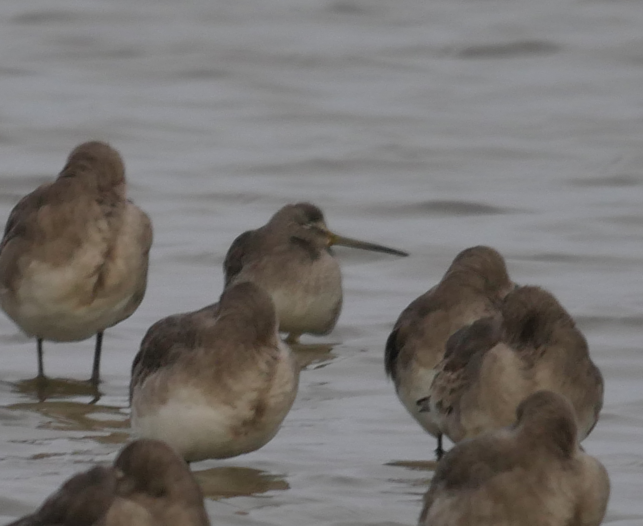 Long-billed Dowitcher - 18-10-2023