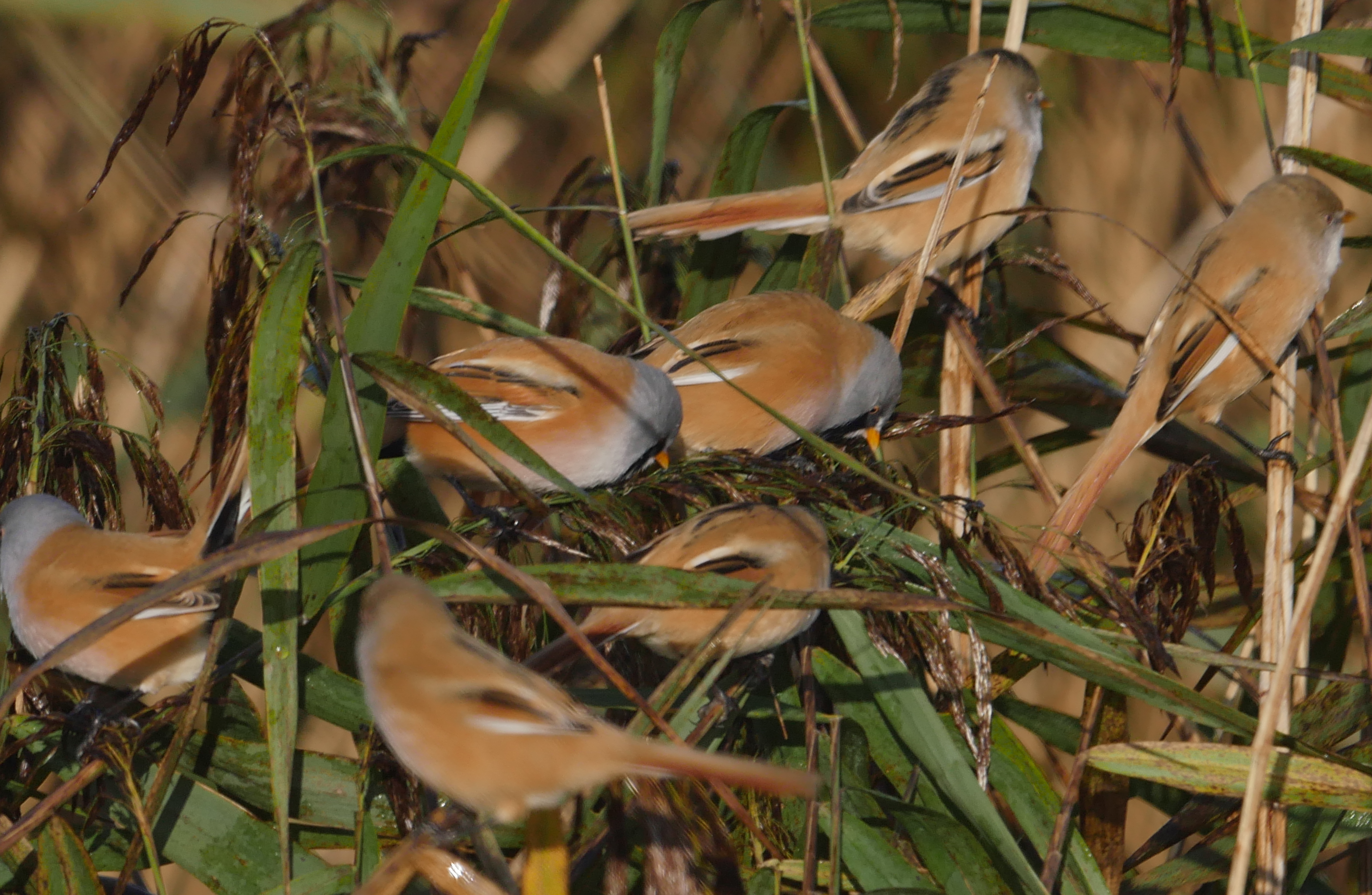 Bearded Tit - 25-10-2023