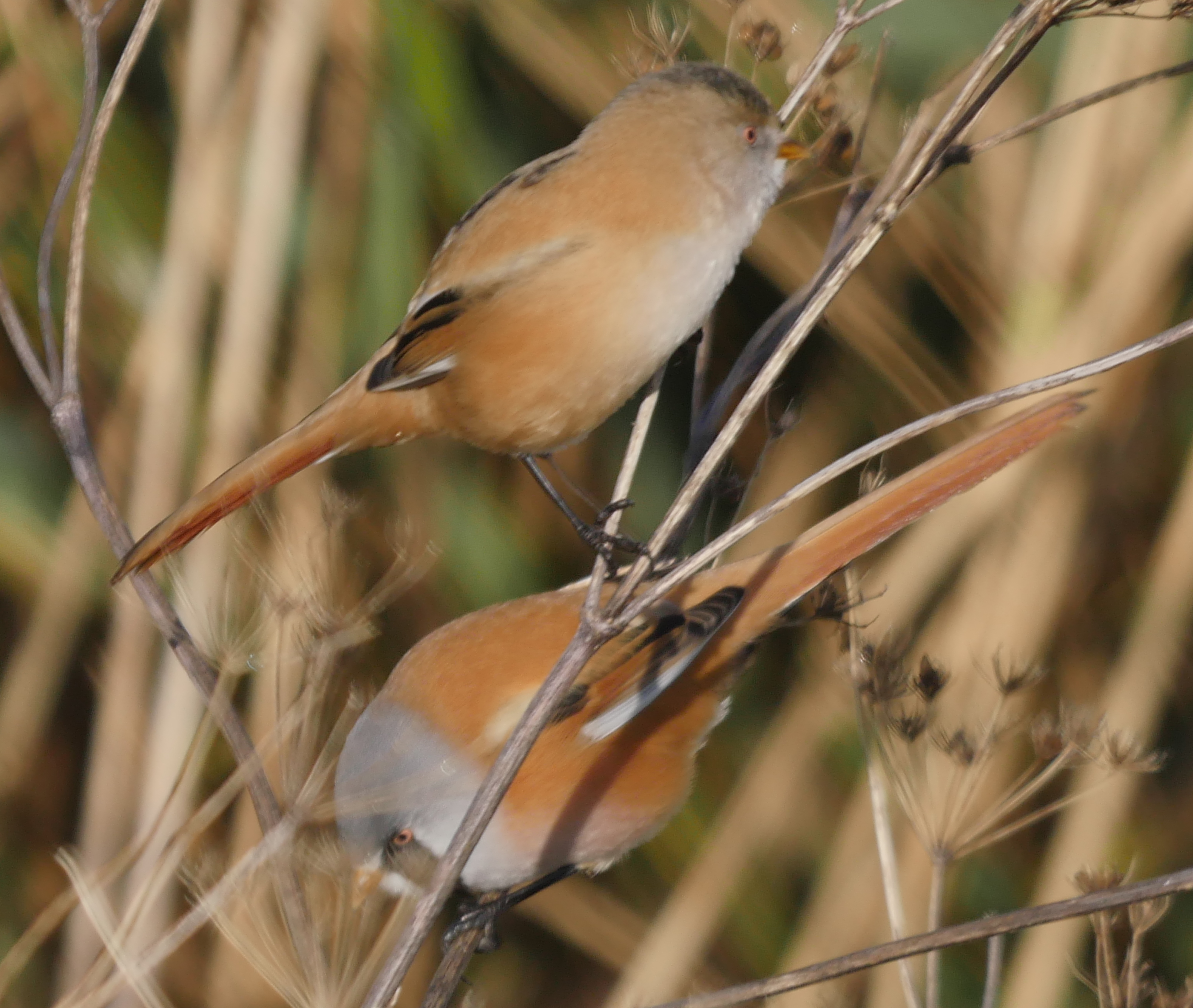 Bearded Tit - 25-10-2023