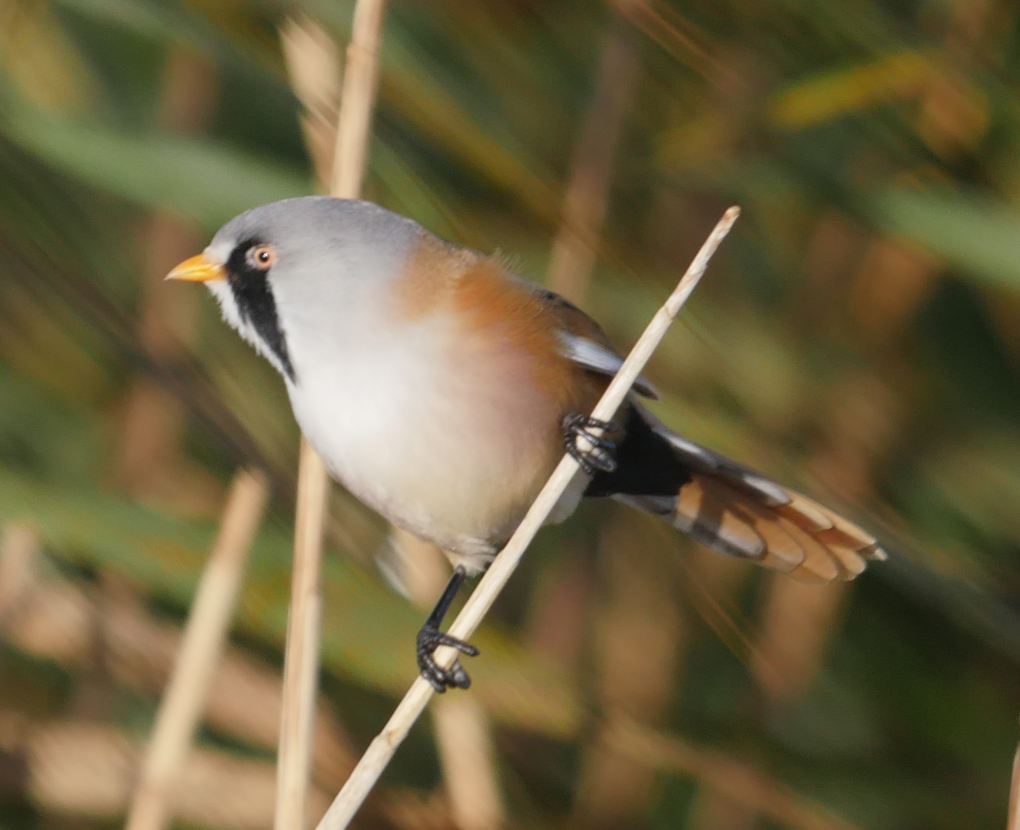 Bearded Tit - 25-10-2023