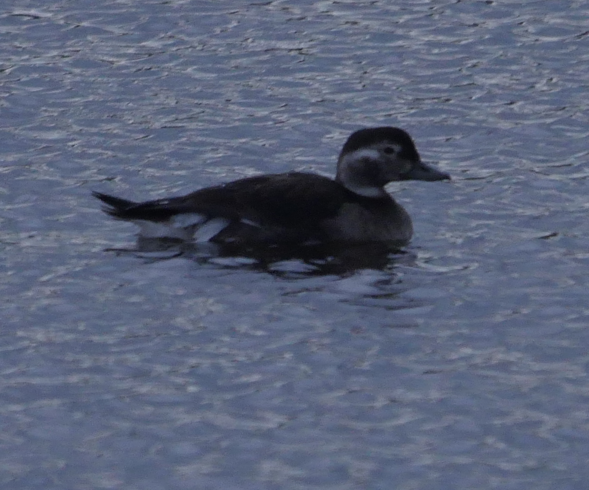 Long-tailed Duck - 26-10-2023