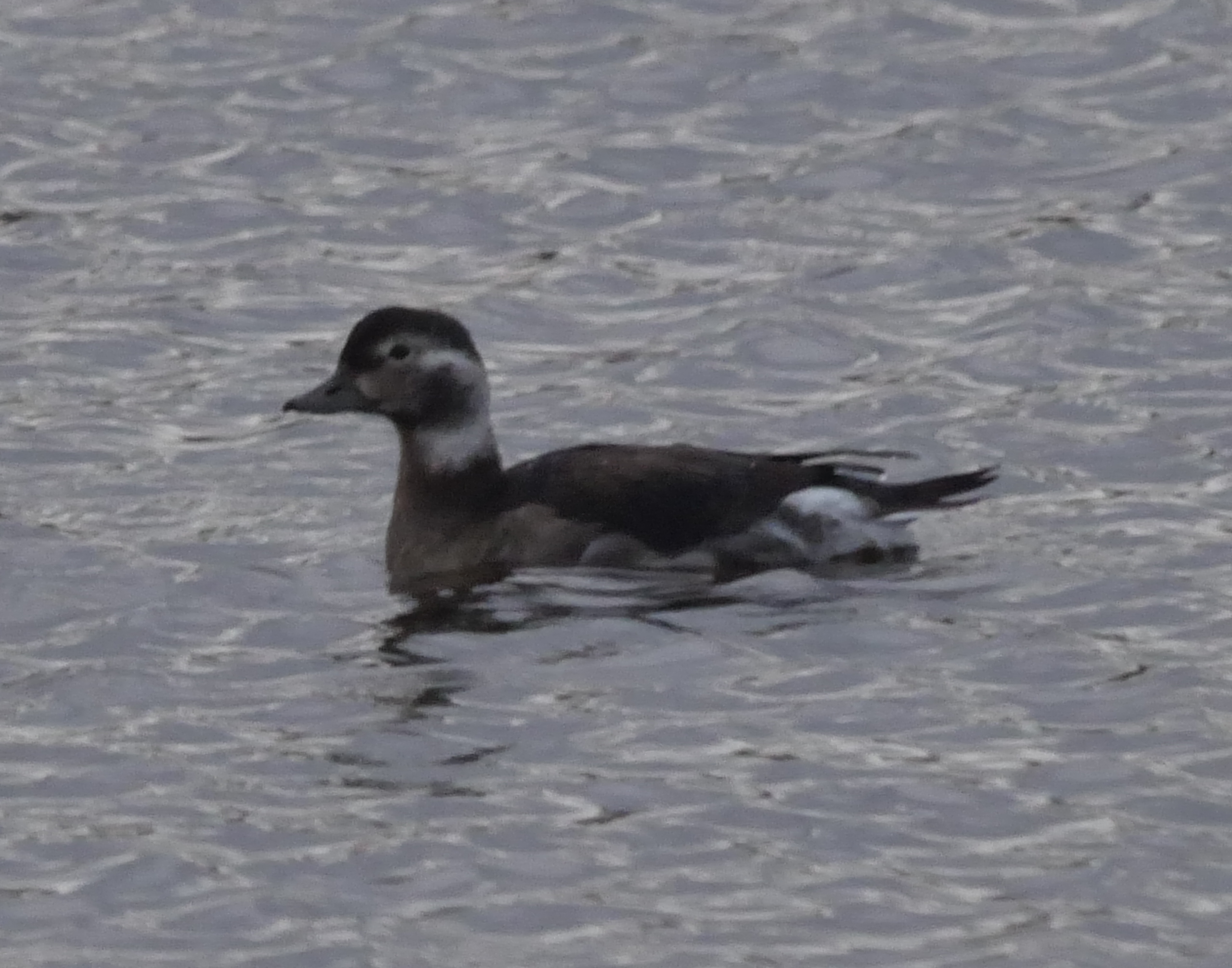 Salthouse – Cley Bird Club