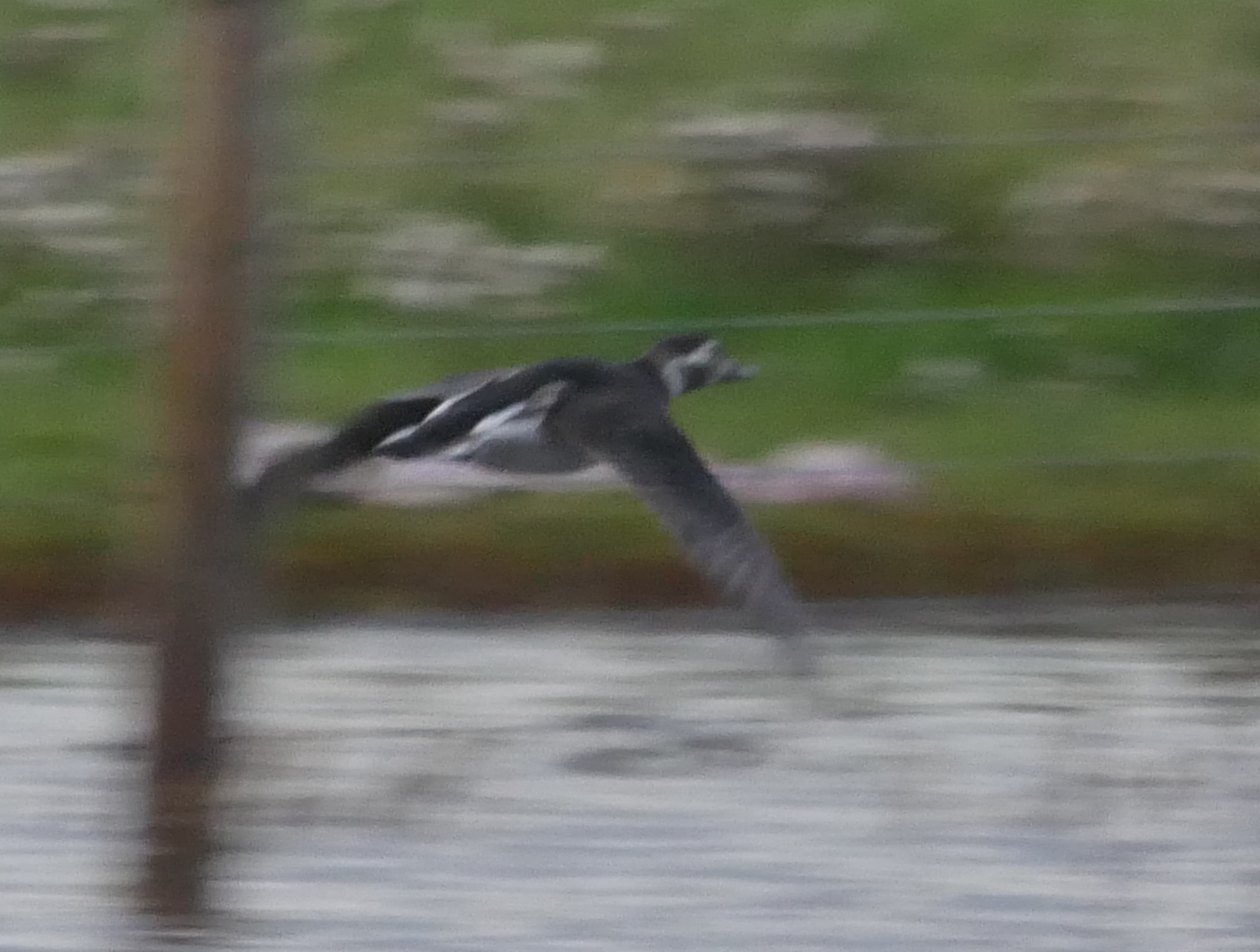 Long-tailed Duck - 26-10-2023