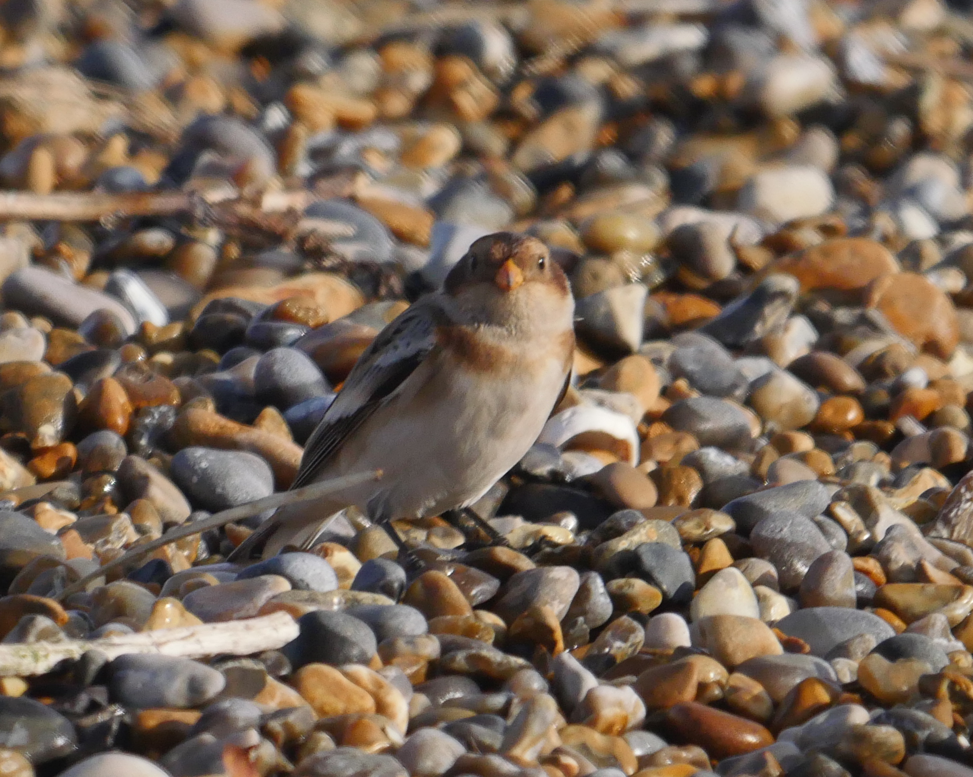 Snow Bunting - 12-11-2023