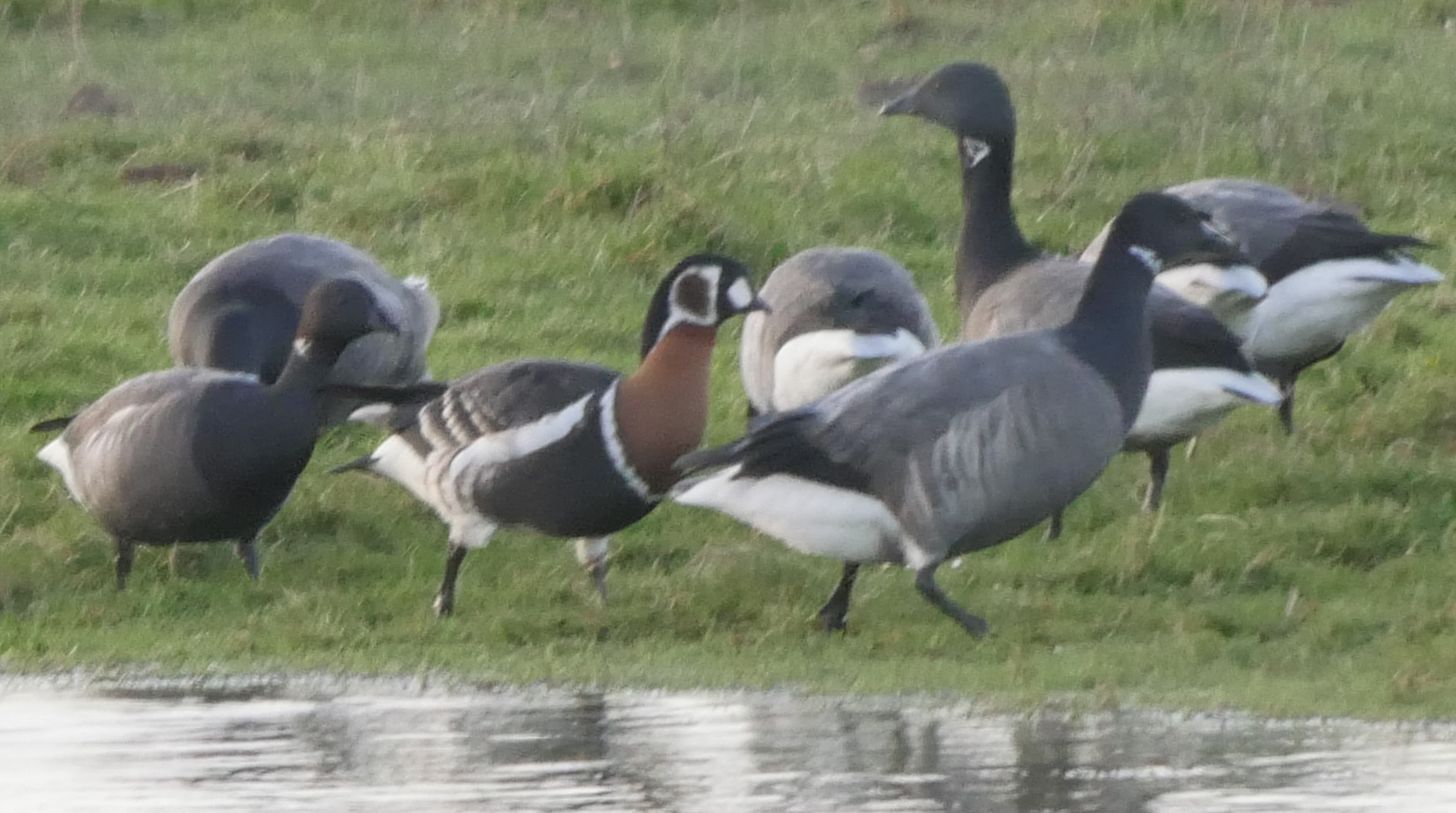 Red-breasted Goose - 29-12-2023