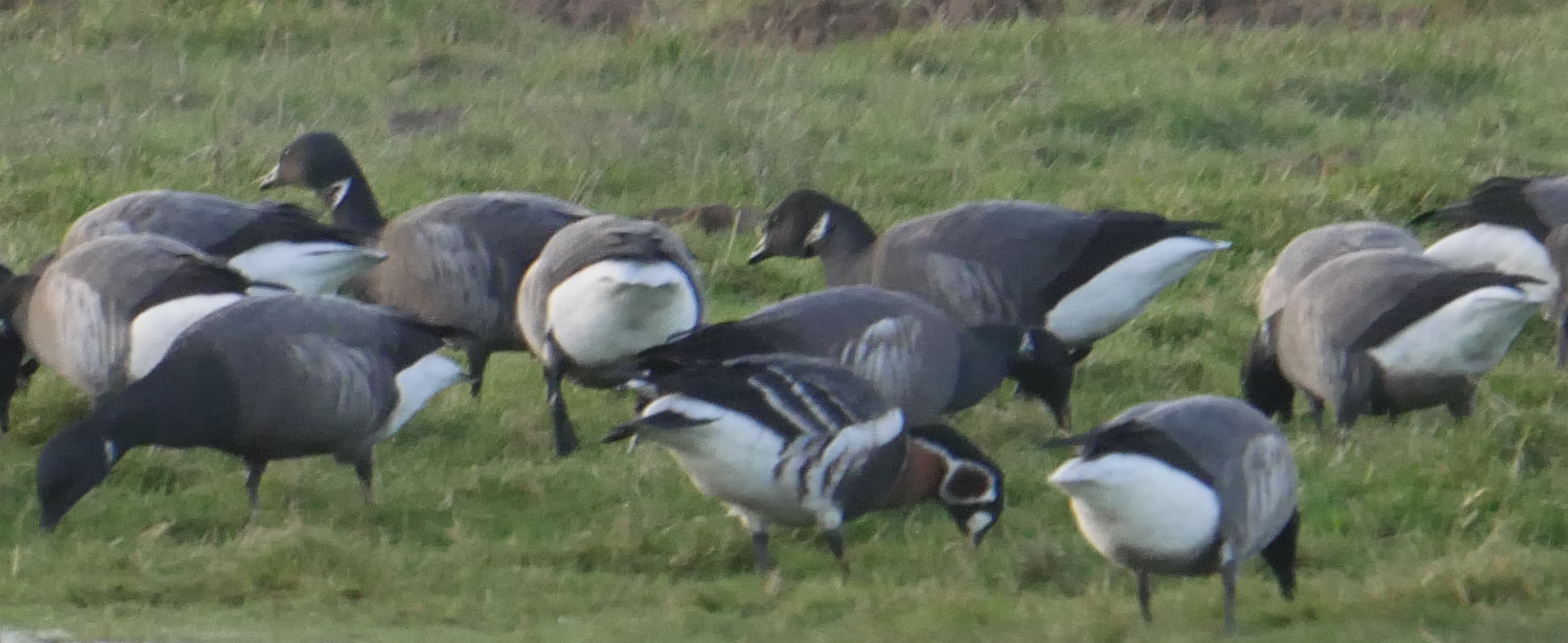 Red-breasted Goose - 29-12-2023