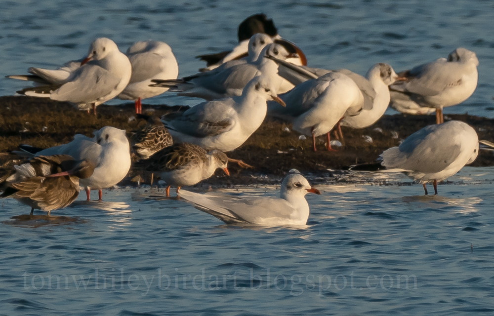 Mediterranean Gull - 08-02-2023