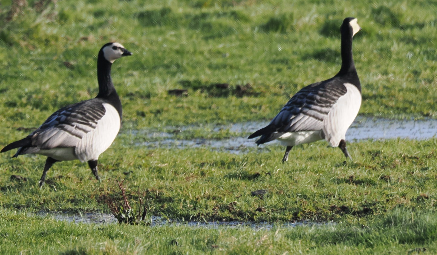 Barnacle Goose - 17-02-2026