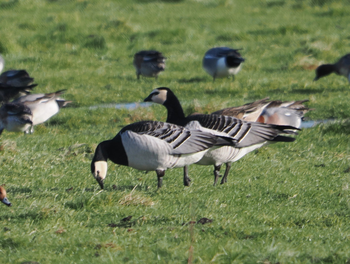 Barnacle Goose - 17-02-2026